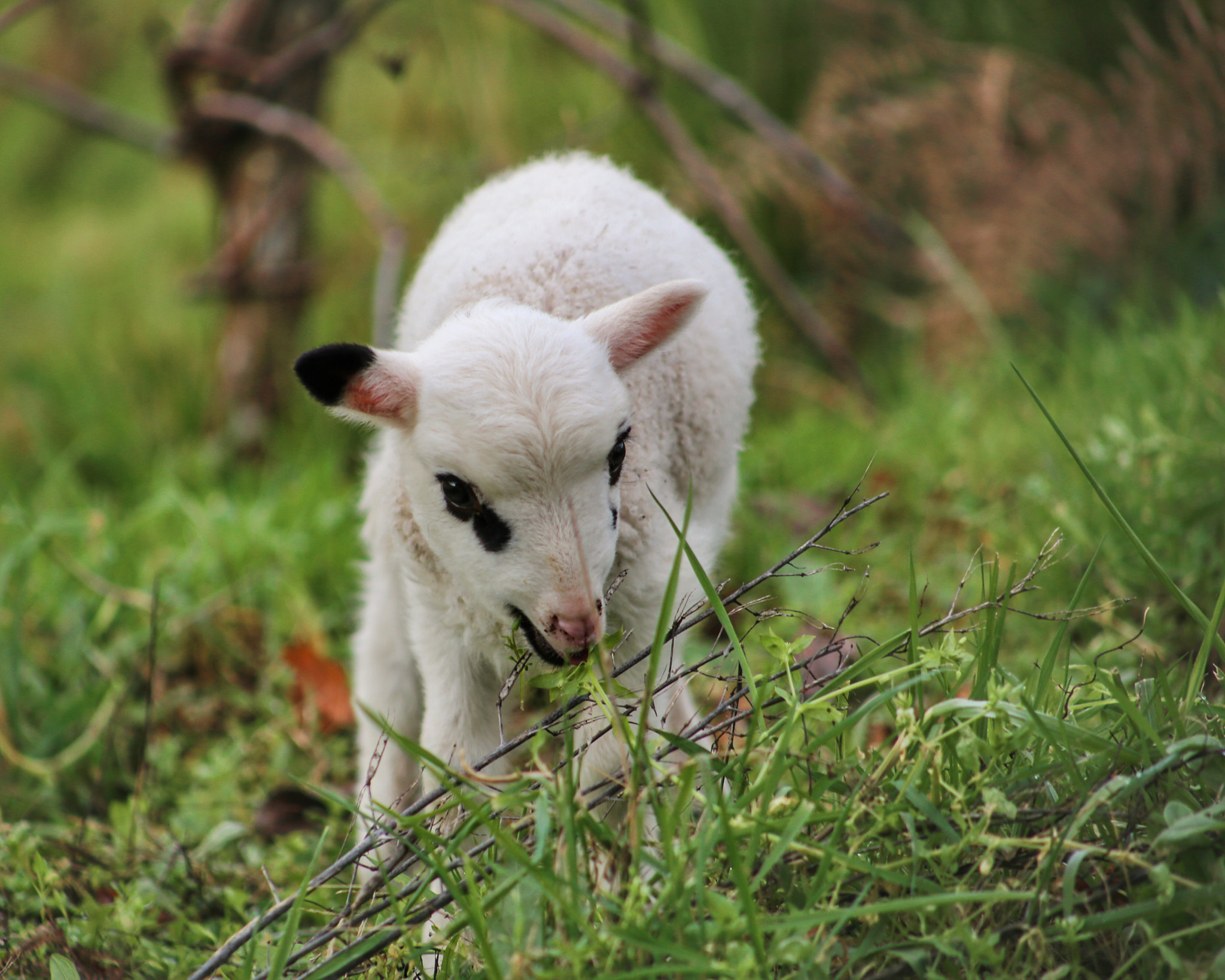 Canon EOS 6D sample photo. Ternura animal photography