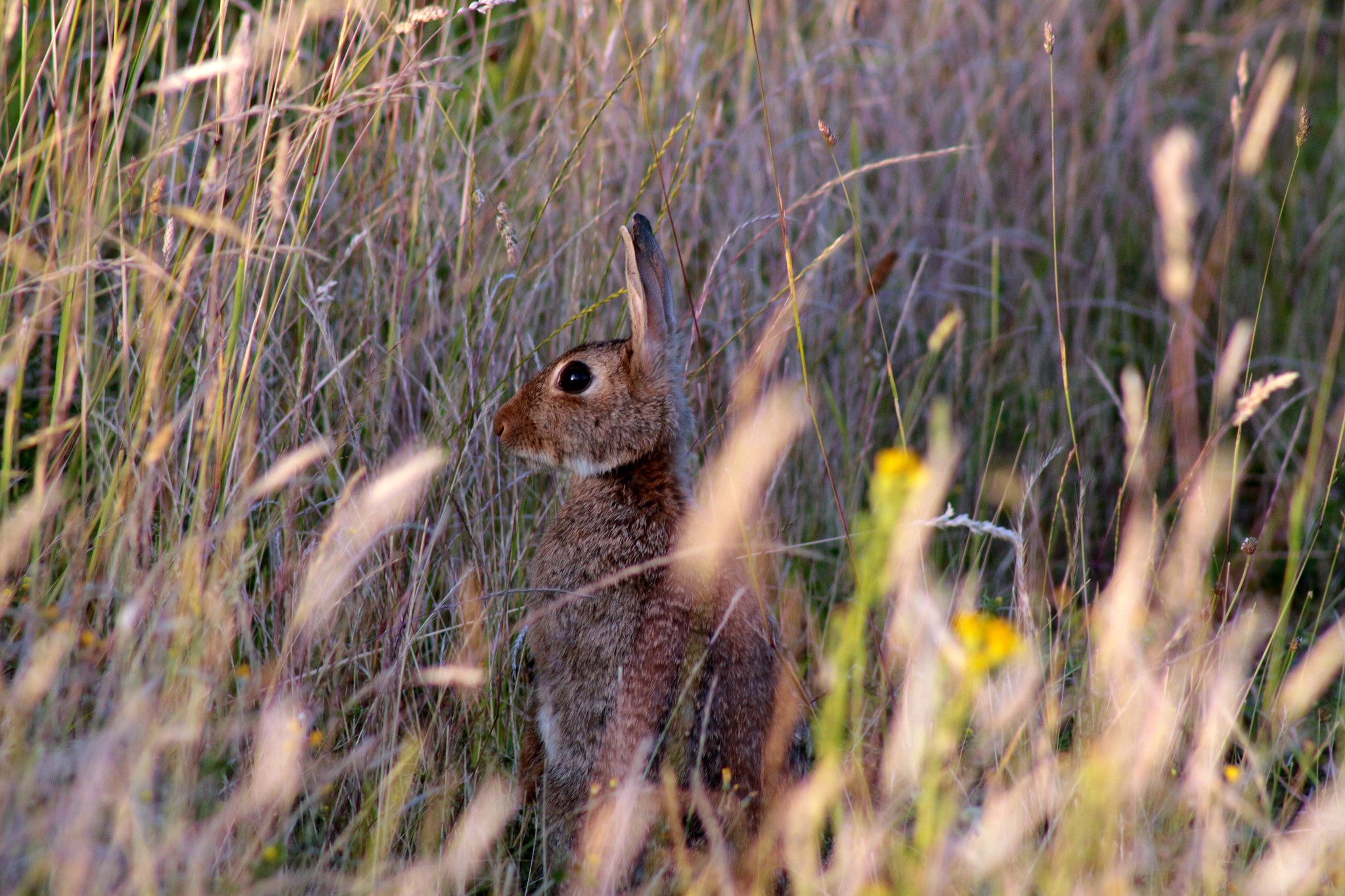 Canon EOS 700D (EOS Rebel T5i / EOS Kiss X7i) + EF75-300mm f/4-5.6 sample photo. Img photography