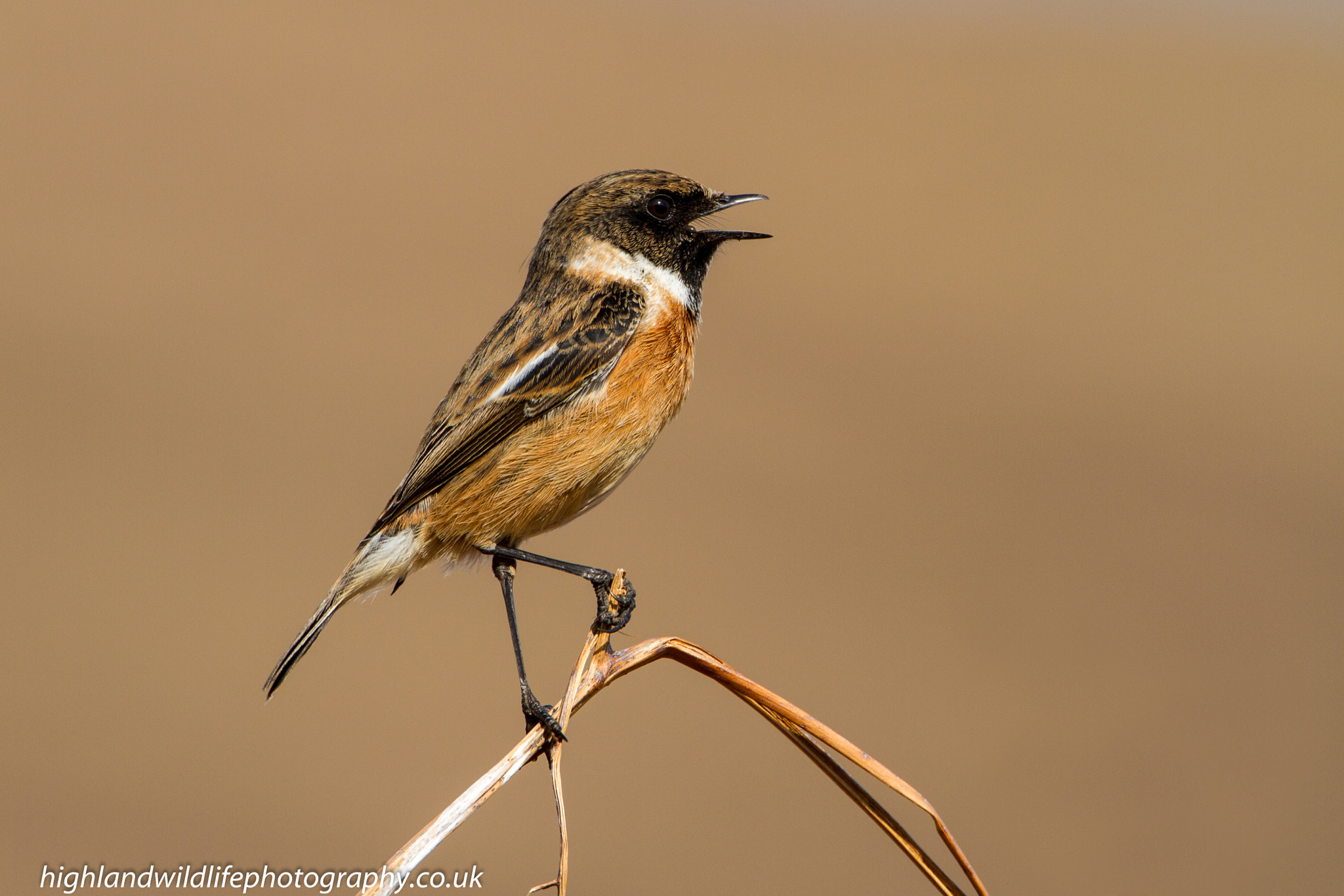 Canon EOS 7D + Canon EF 500mm F4L IS USM sample photo. Stonechat in song photography