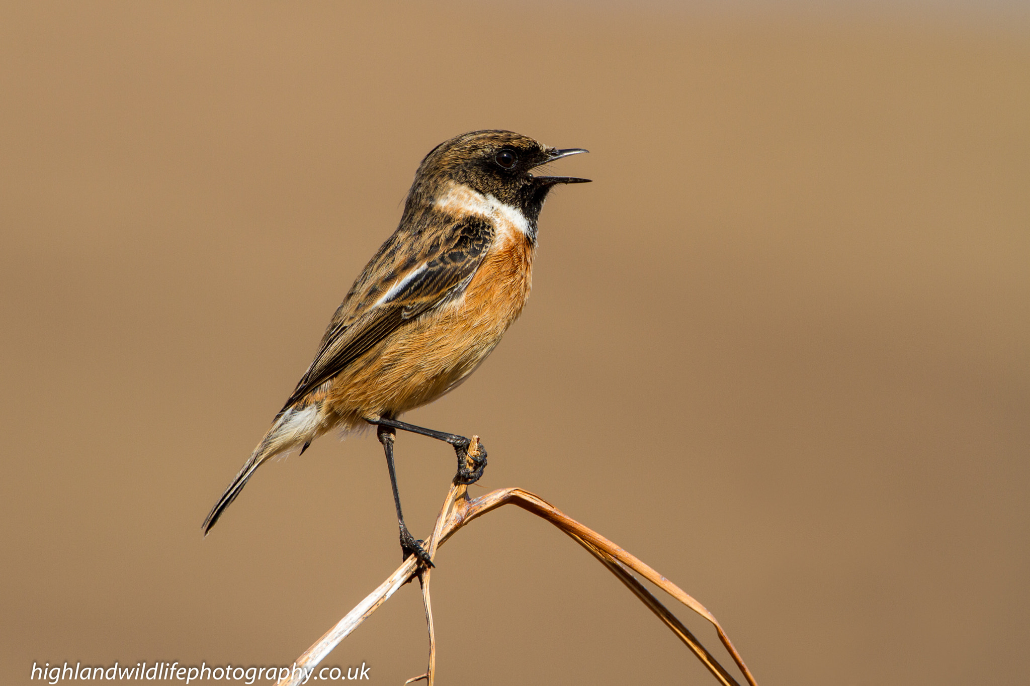 Canon EF 500mm F4L IS USM sample photo. Stonechat in song photography