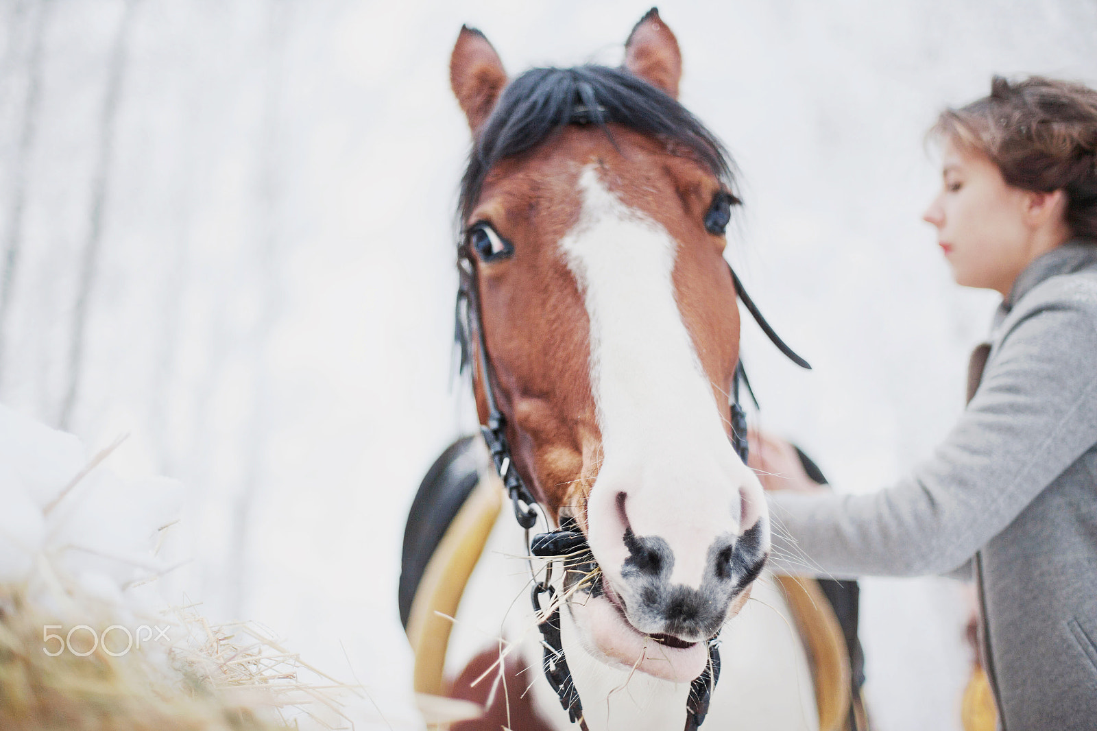 Canon EOS-1Ds Mark II + Canon EF 50mm F1.4 USM sample photo. Horses in winter photography