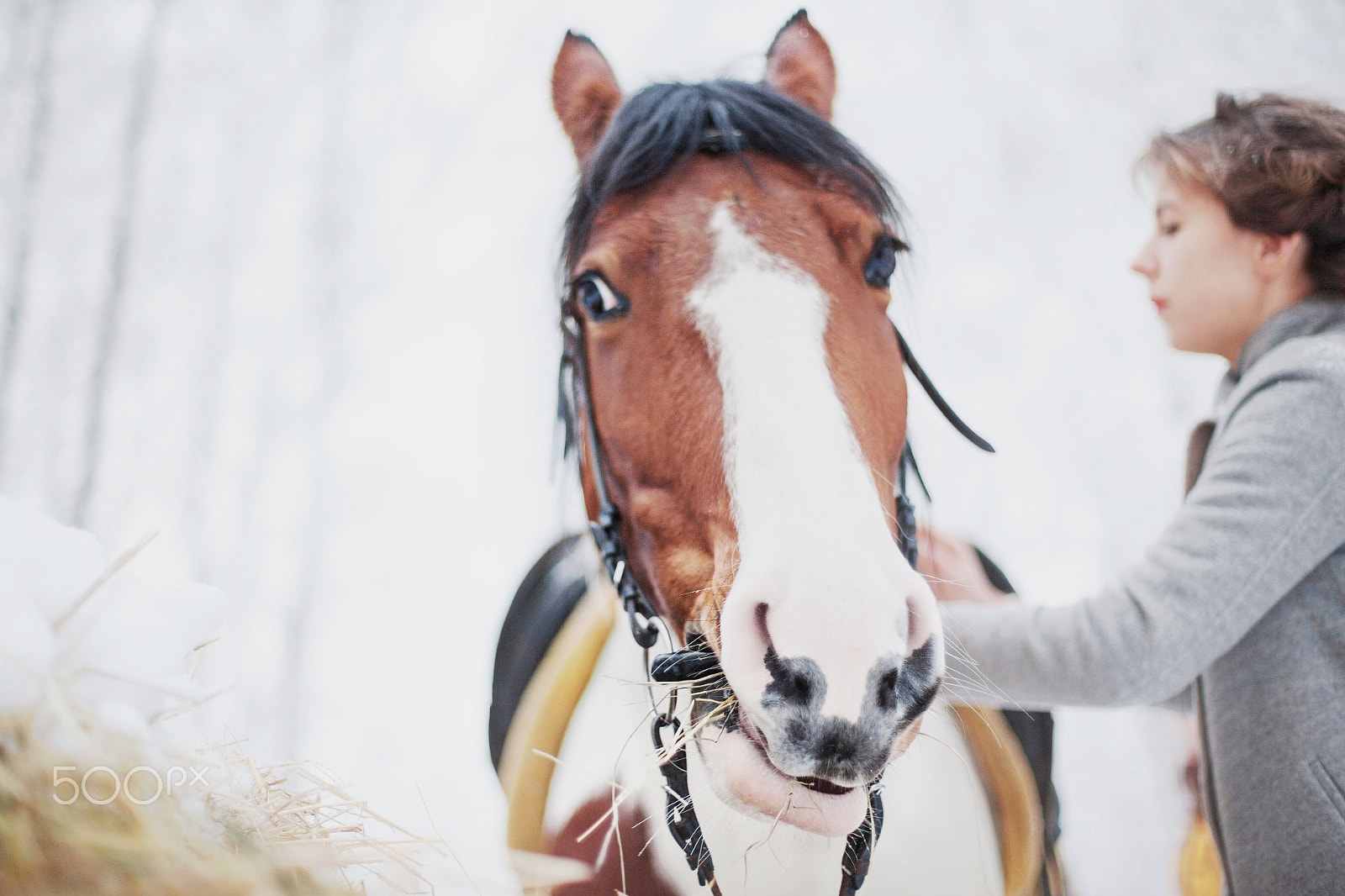 Canon EOS-1Ds Mark II sample photo. Horses in winter photography