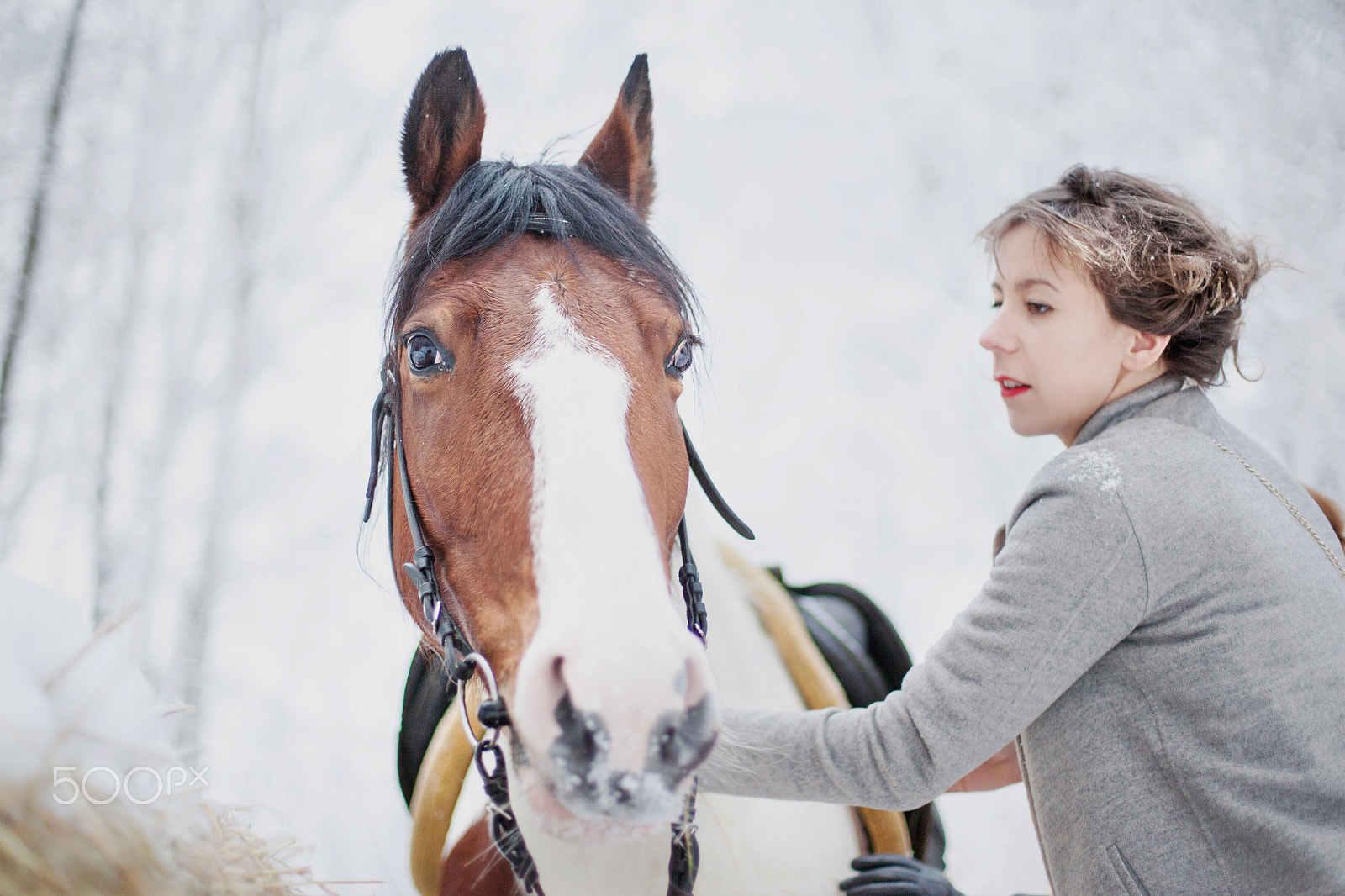 Canon EOS-1Ds Mark II sample photo. Horses in winter photography