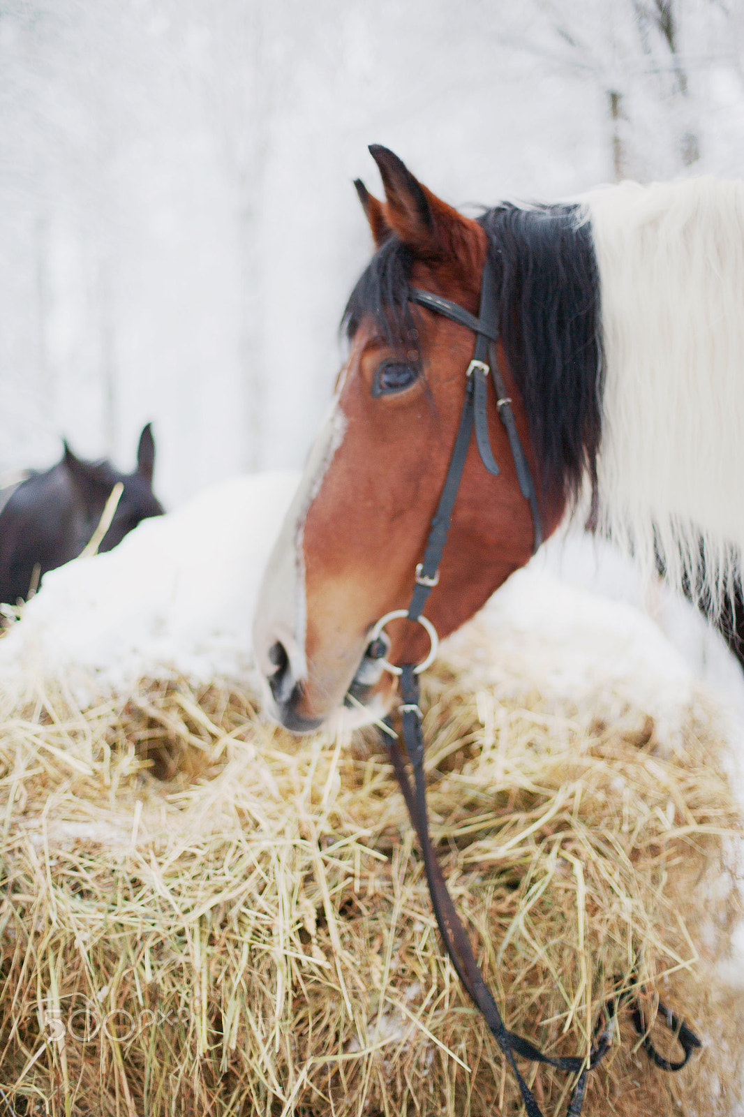 Canon EOS-1Ds Mark II sample photo. Horses in winter photography