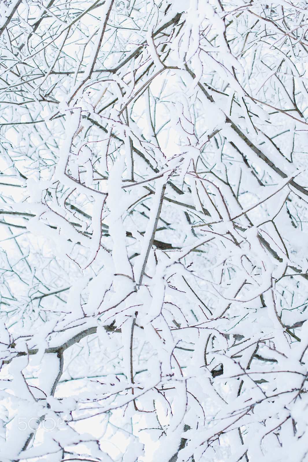 Canon EOS-1Ds Mark II sample photo. Winter snow forest photography