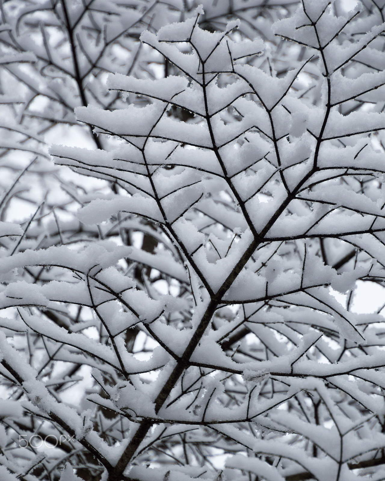 Nikon D3200 sample photo. Abstract of snow laden tree branches looking up closeup photography