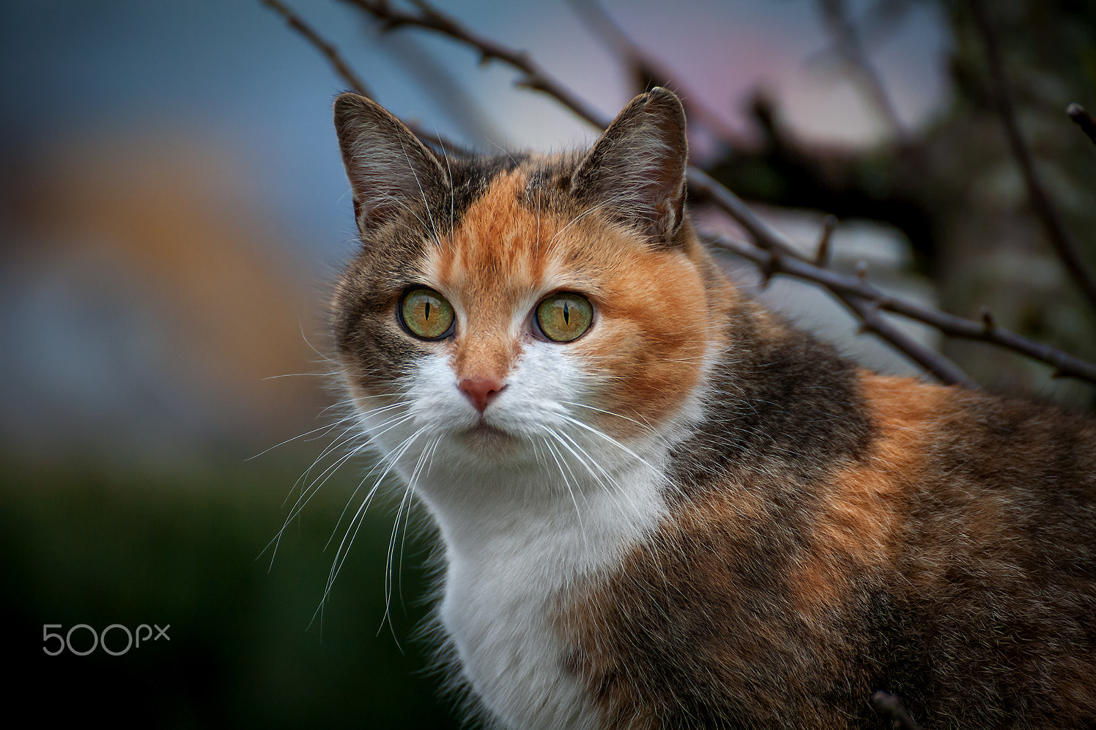 Tamron SP 35mm F1.8 Di VC USD sample photo. Maja portrait photography