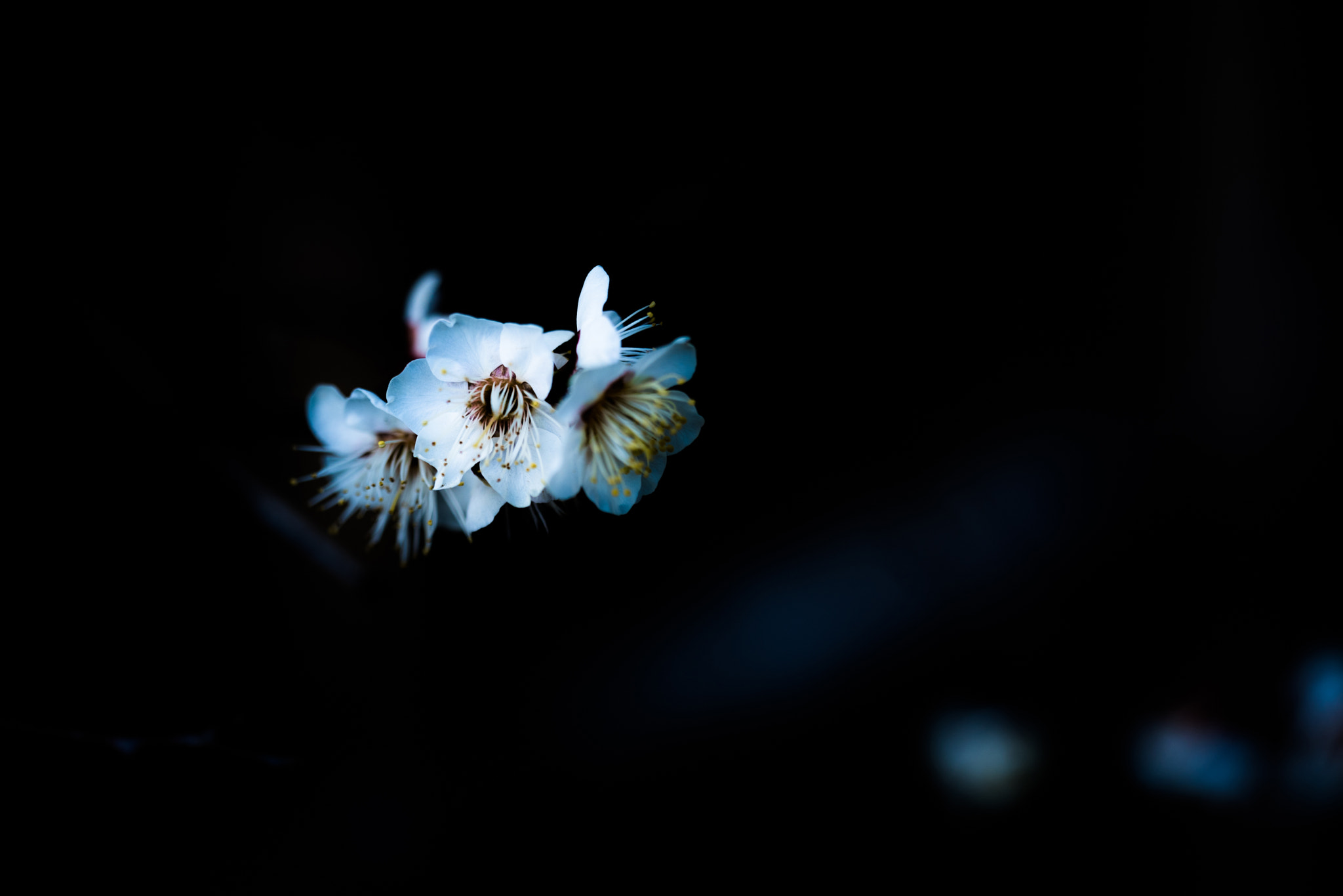Sigma 150mm F2.8 EX DG OS Macro HSM sample photo. Plum blossom photography