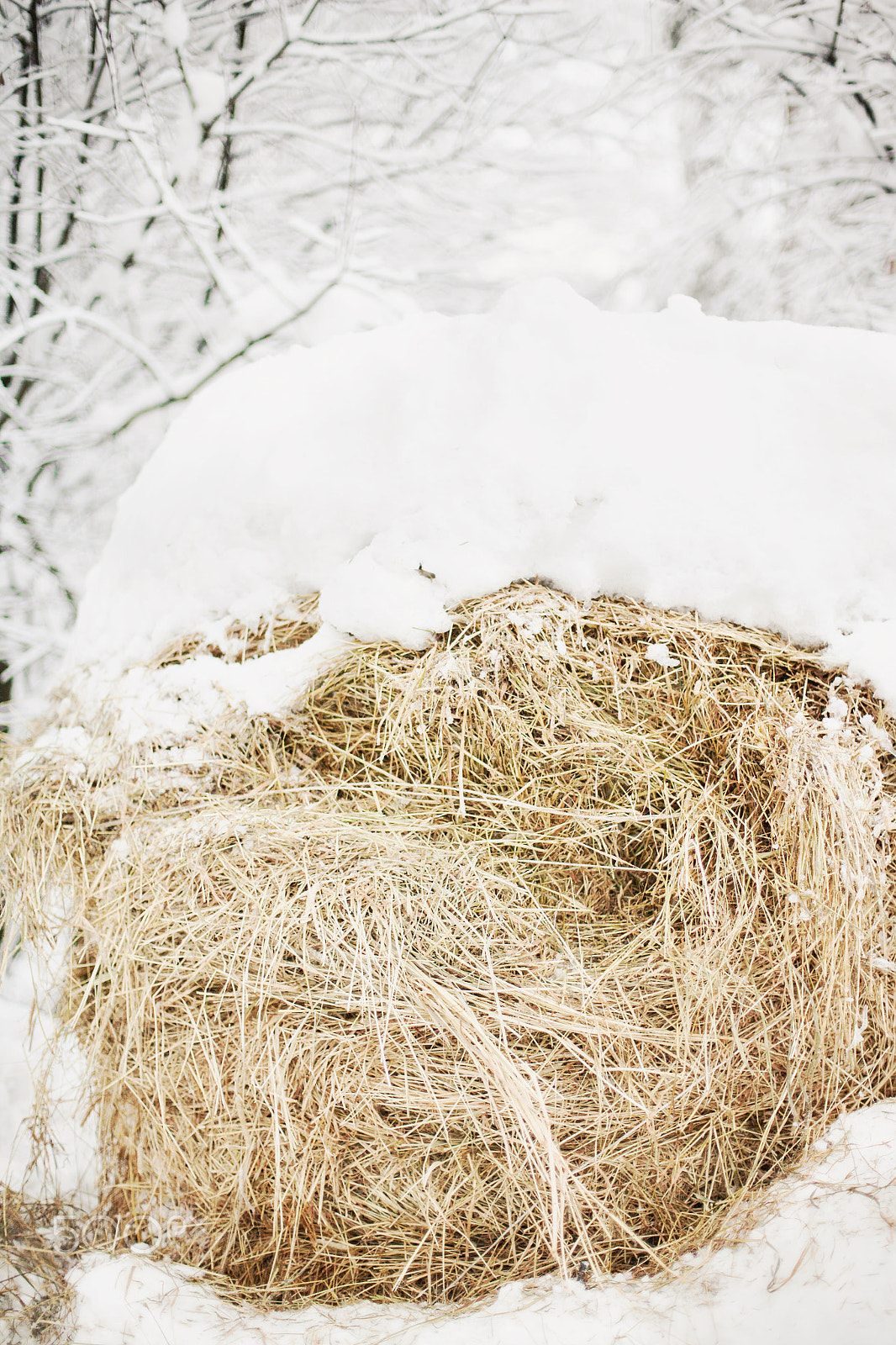 Canon EOS-1Ds Mark II sample photo. Winter landscape, hay bales covered with snow in r photography
