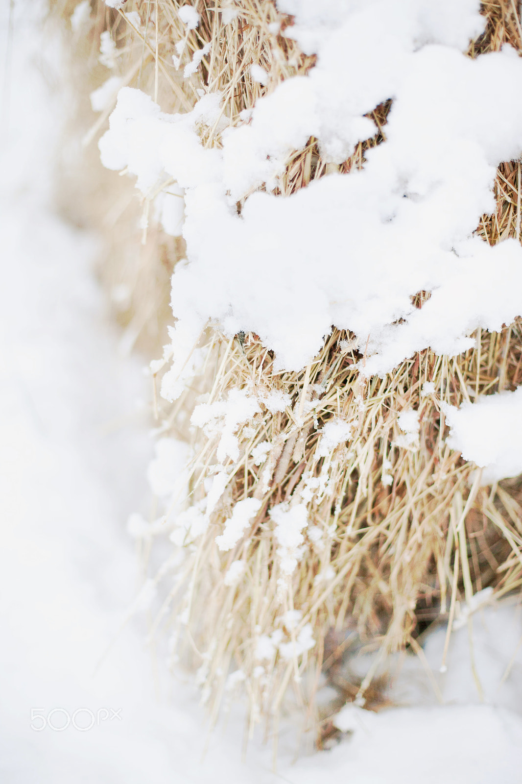 Canon EOS-1Ds Mark II sample photo. Winter landscape, hay bales covered with snow in r photography