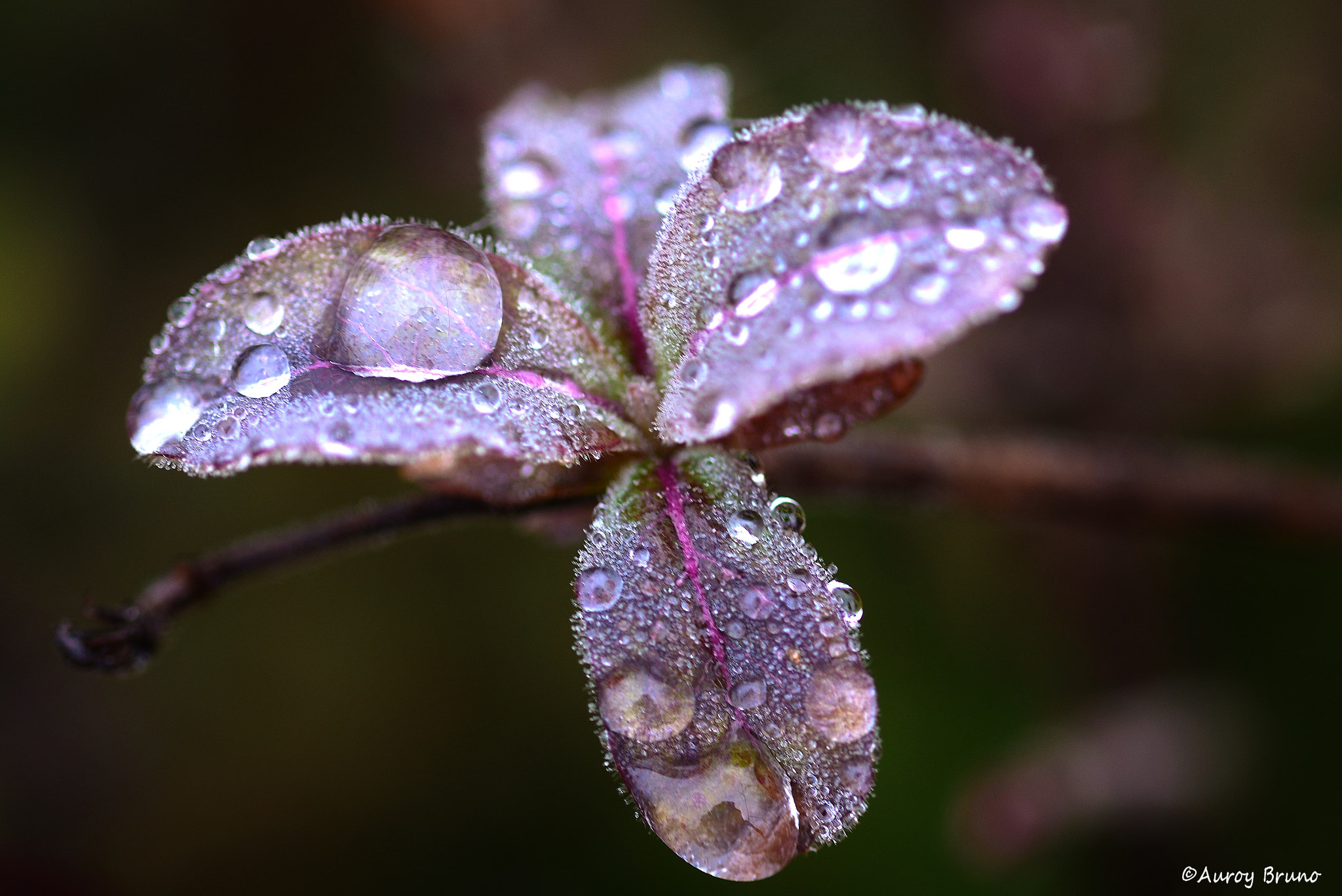 Nikon D7100 + Sigma 70mm F2.8 EX DG Macro sample photo. Dsc photography