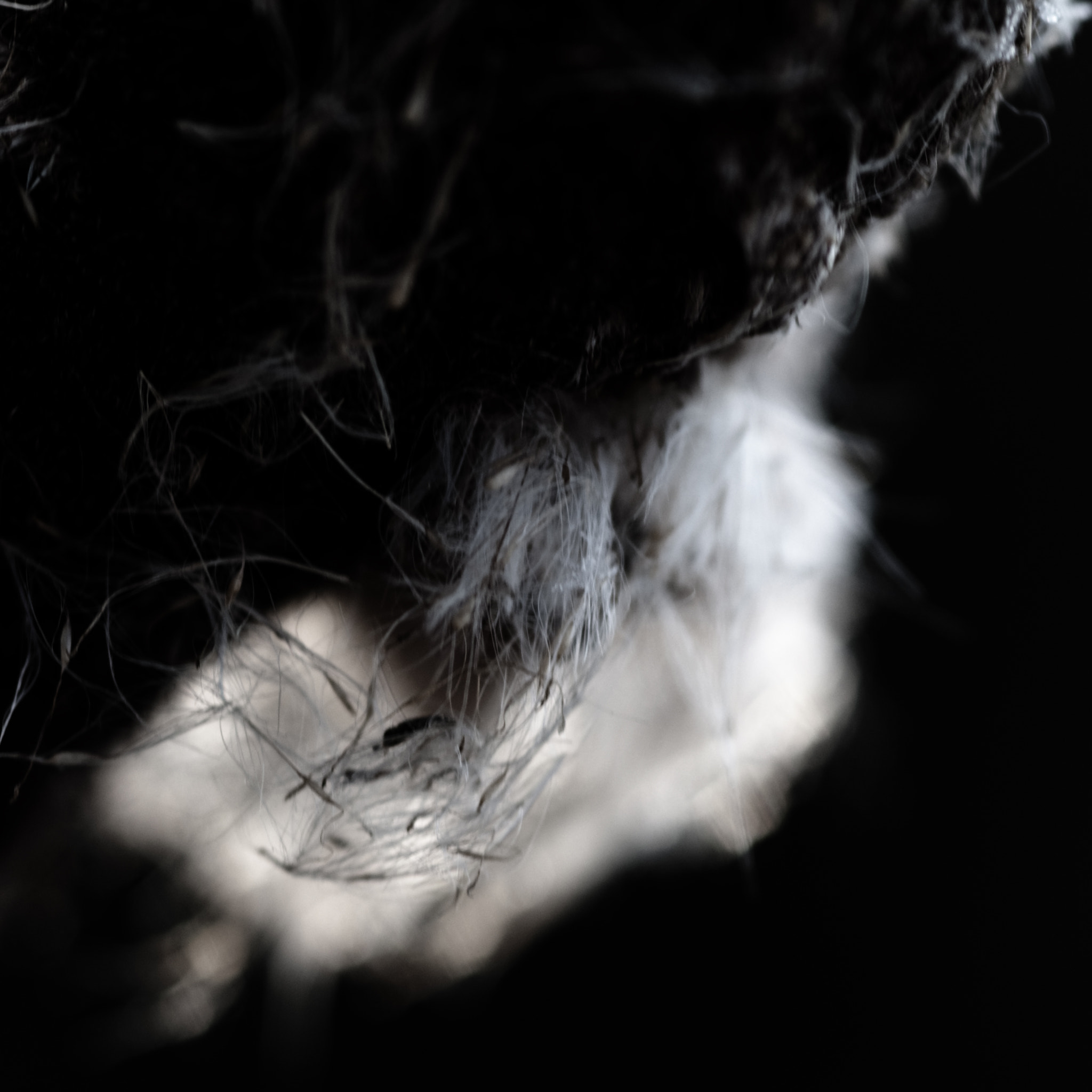 Nikon AF-S Micro-Nikkor 105mm F2.8G IF-ED VR sample photo. Pluim photography