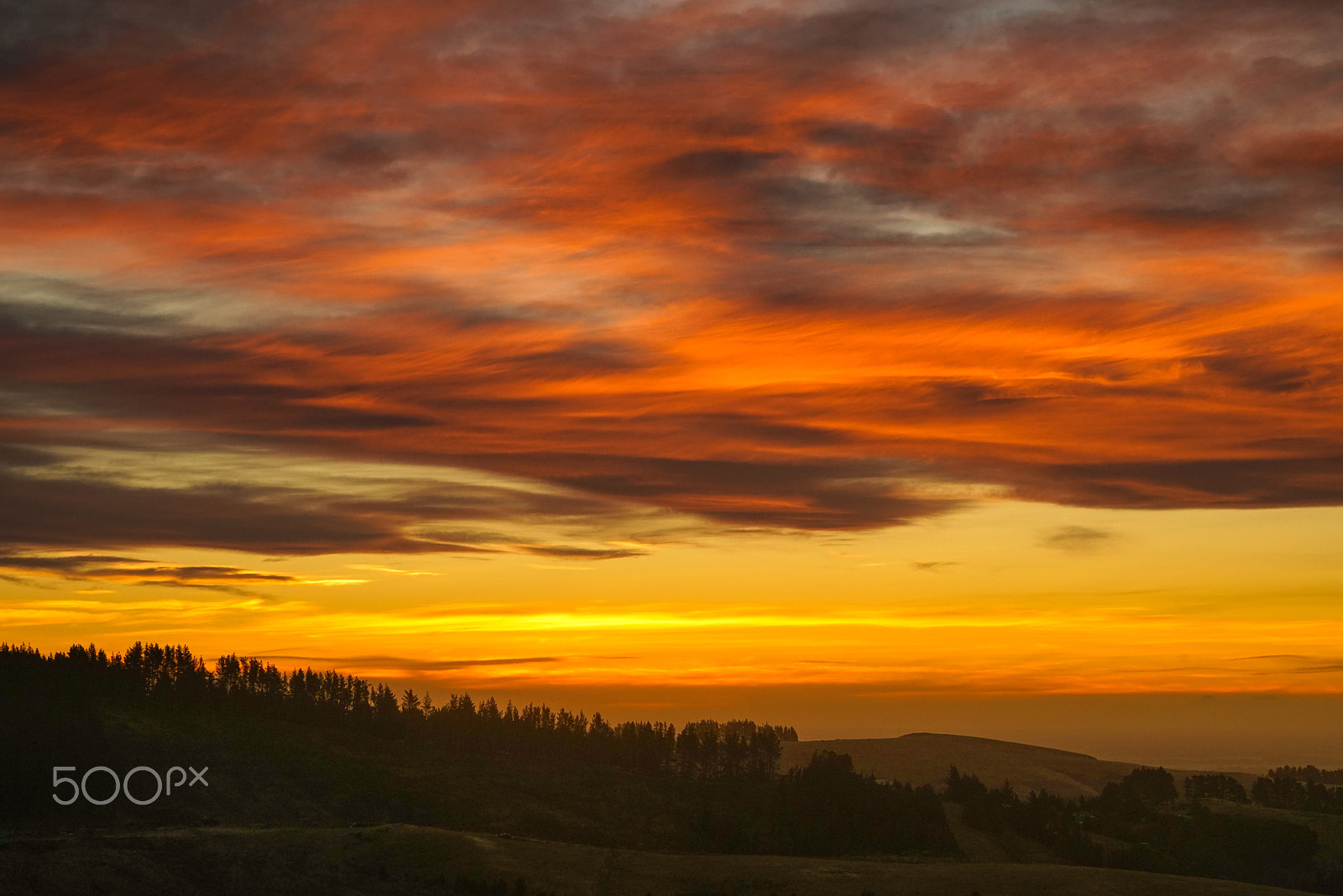 Sony a7R + Sony FE 70-200mm F4 G OSS sample photo. Pine trees at sunset photography