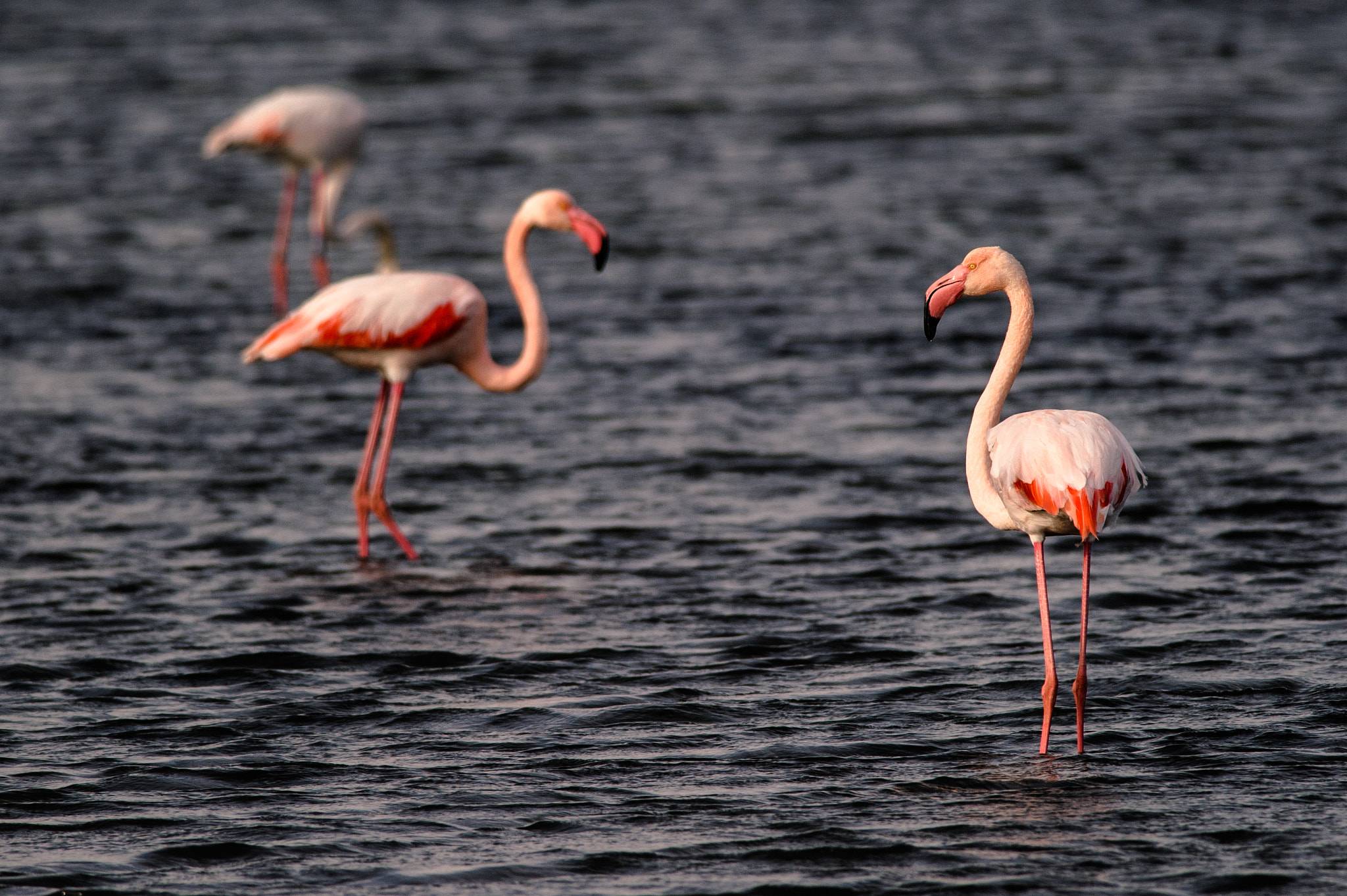 Nikon D700 + Nikon AF-S Nikkor 300mm F4D ED-IF sample photo. Flamingos in pesquiers saltmarshes photography