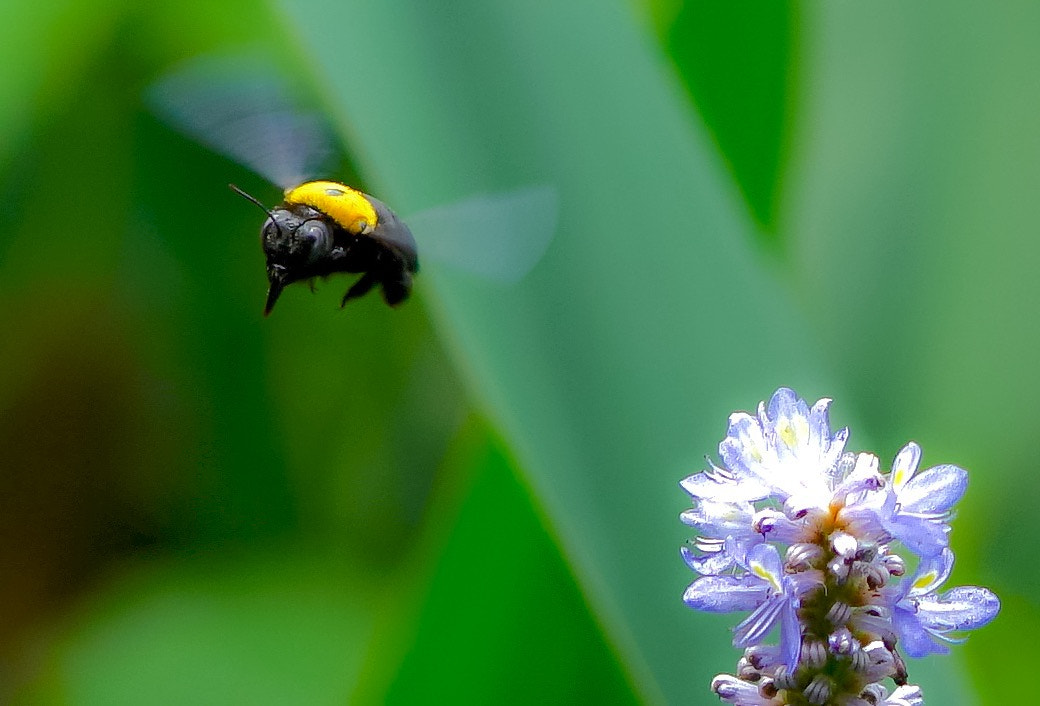 Sony a7R II + Sony FE 90mm F2.8 Macro G OSS sample photo