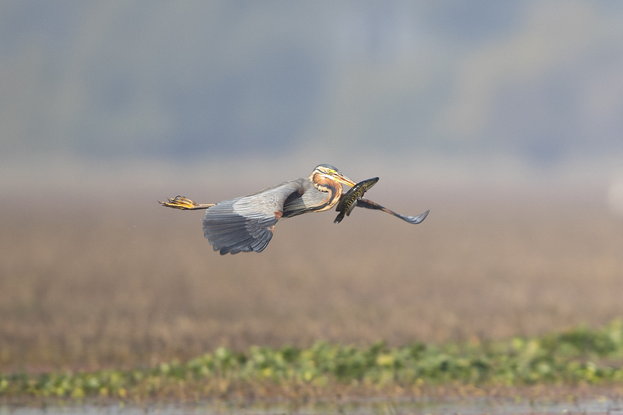 Canon EF 600mm F4L IS II USM sample photo. Show off. photography