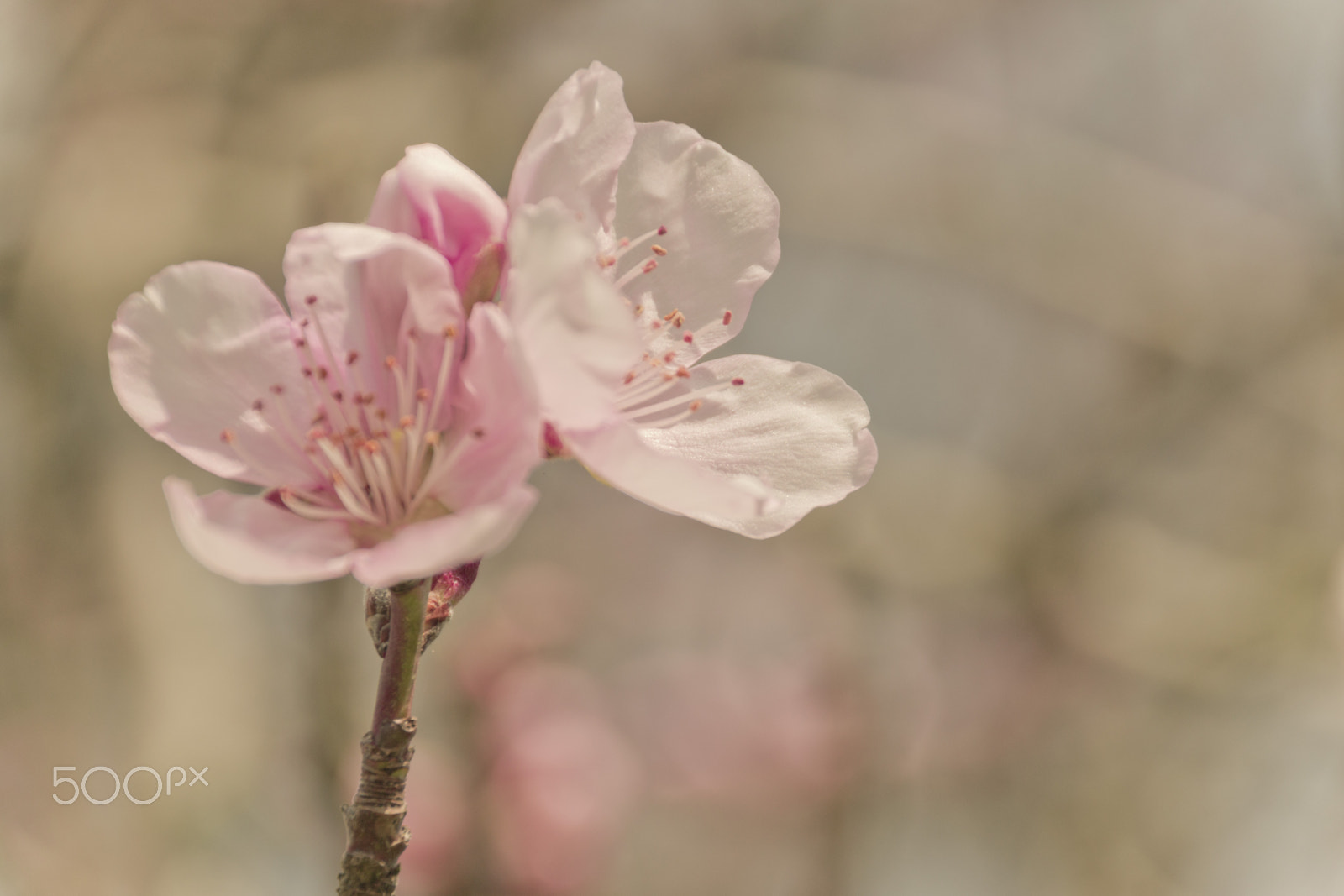 Sigma 18-250mm F3.5-6.3 DC Macro OS HSM sample photo. Flower photography