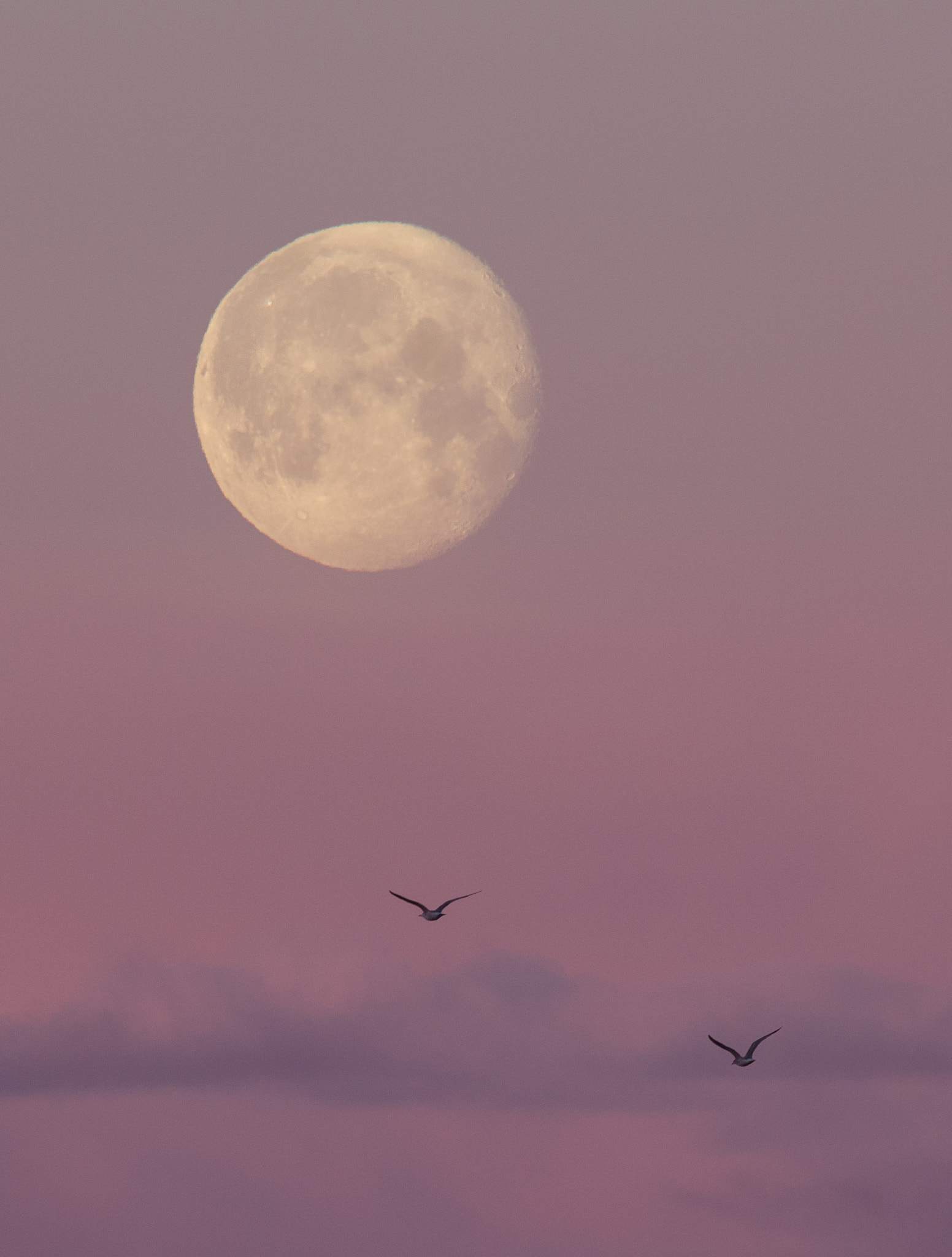 smc PENTAX-FA* 600mm F4 ED[IF] sample photo. Flying to the arctic supermoon photography