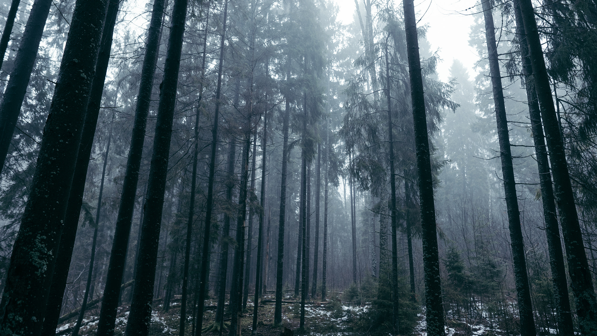 E 24mm F1.4 sample photo. Moody forest photography