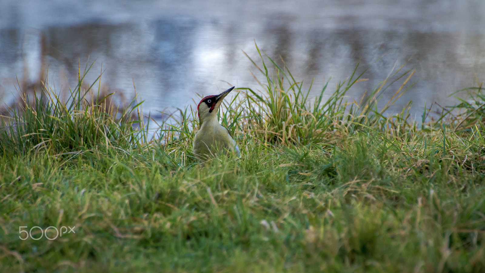 Canon EOS 7D + Tamron SP 35mm F1.8 Di VC USD sample photo. Green woodpecker photography