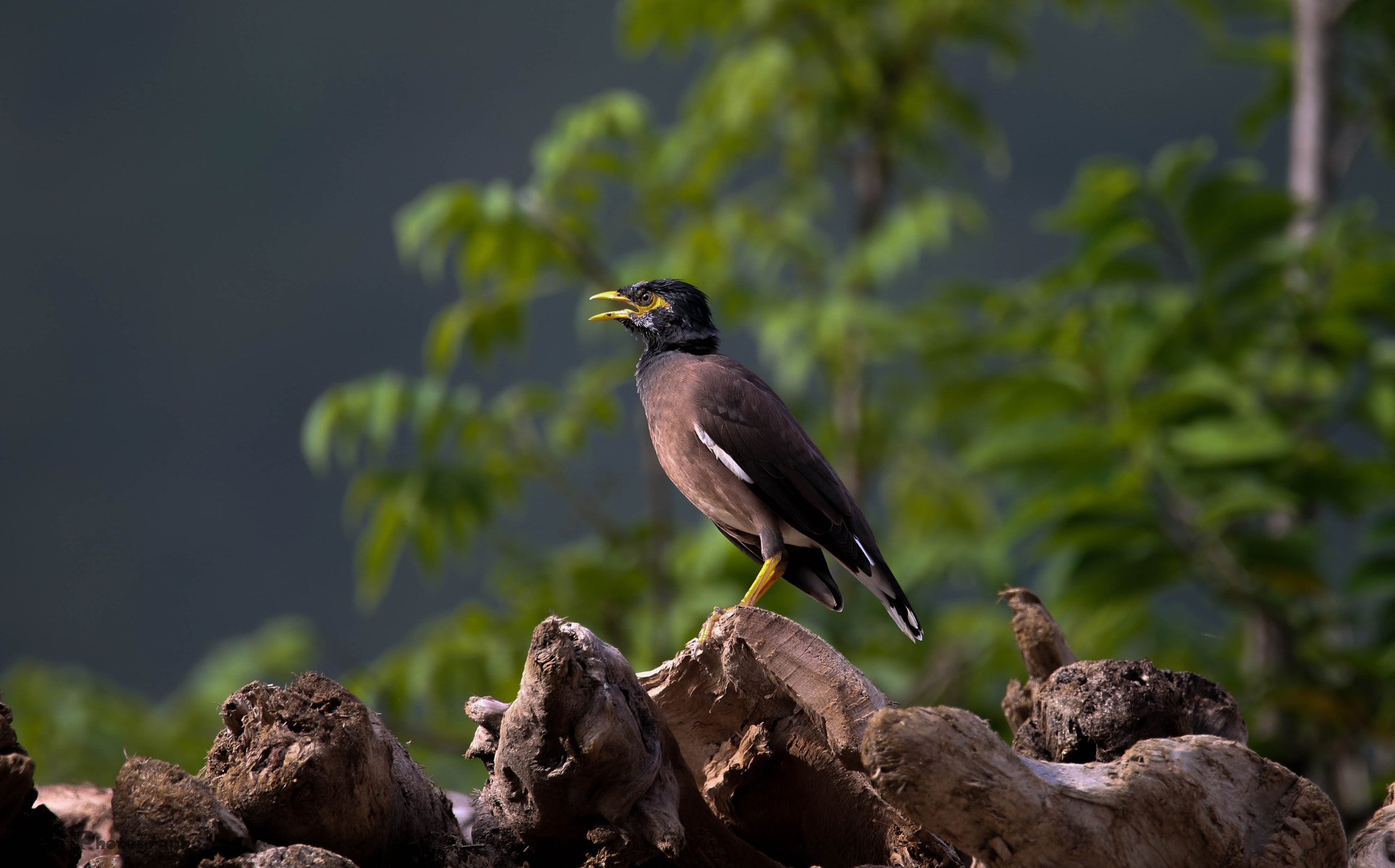 Sigma 150-600mm F5-6.3 DG OS HSM | C sample photo. Spotted owlet photography