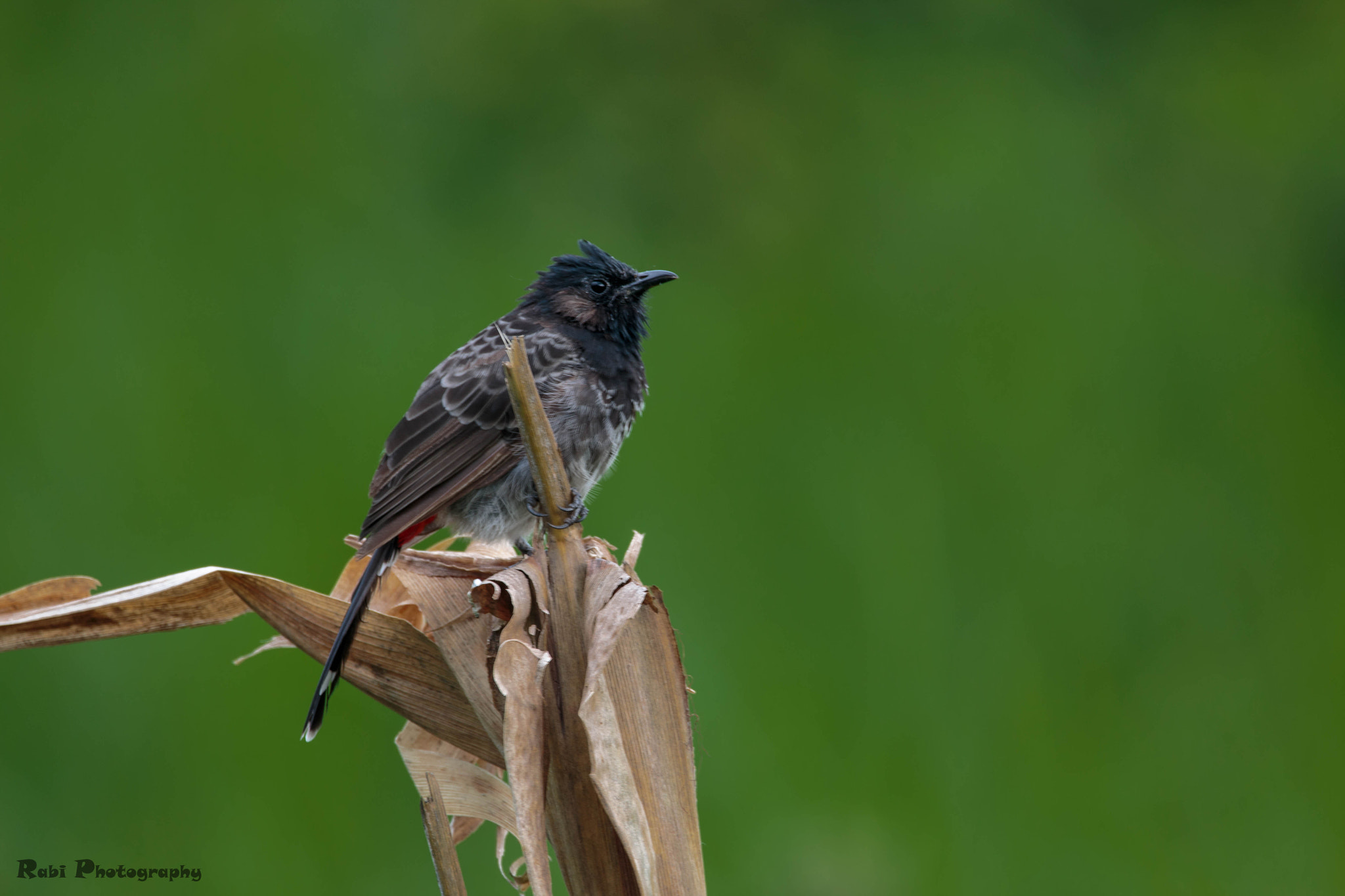 Sigma 150-600mm F5-6.3 DG OS HSM | C sample photo. Untitled photography
