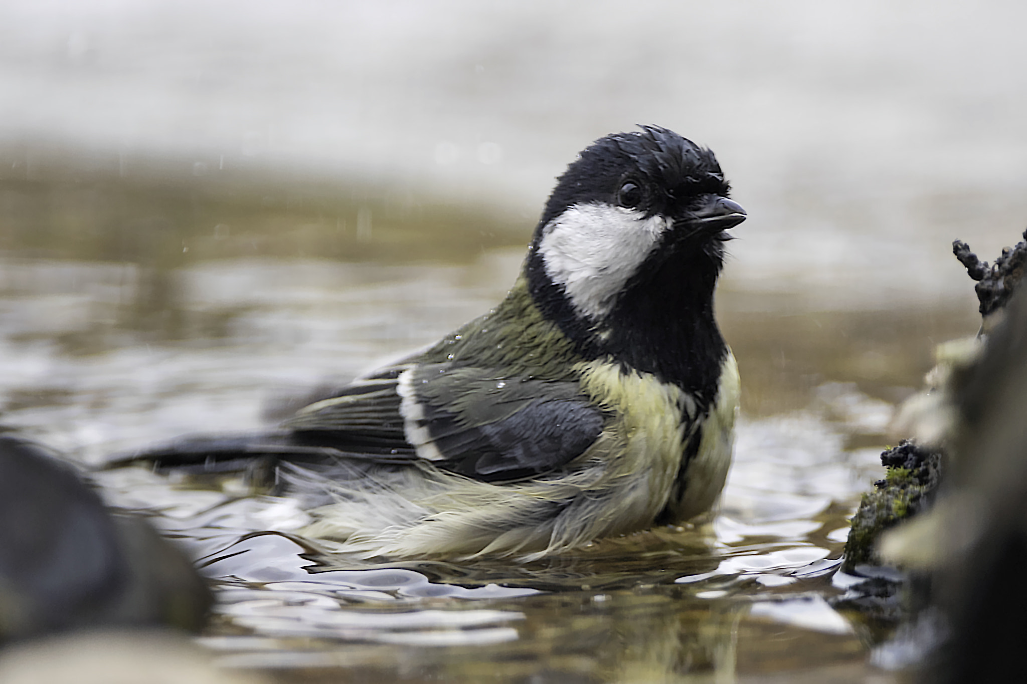 Nikon D5 sample photo. Auch im winter ist baden angesagt. photography