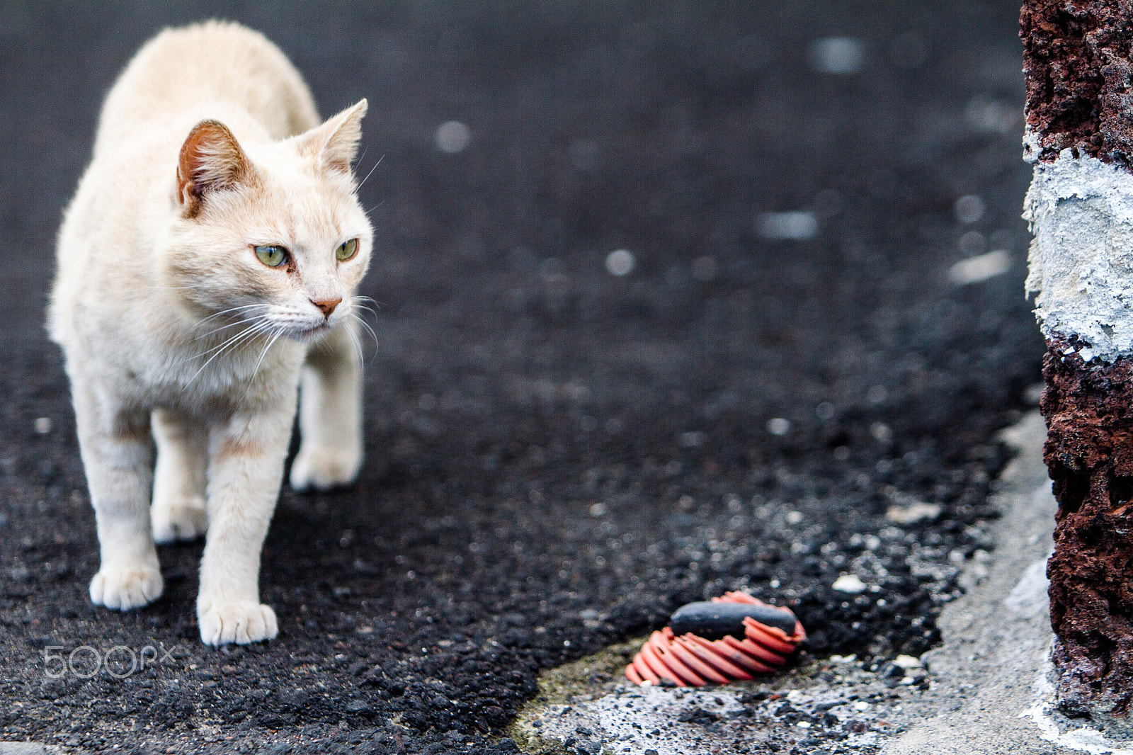 Canon EF 70-200mm F2.8L IS USM sample photo. White cat in a lonely alley photography
