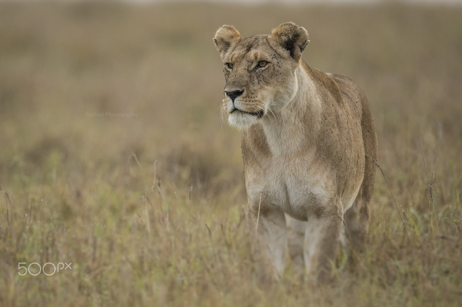 Canon EF 600mm F4L IS II USM sample photo. The masai queen waiting for the mara king...... photography