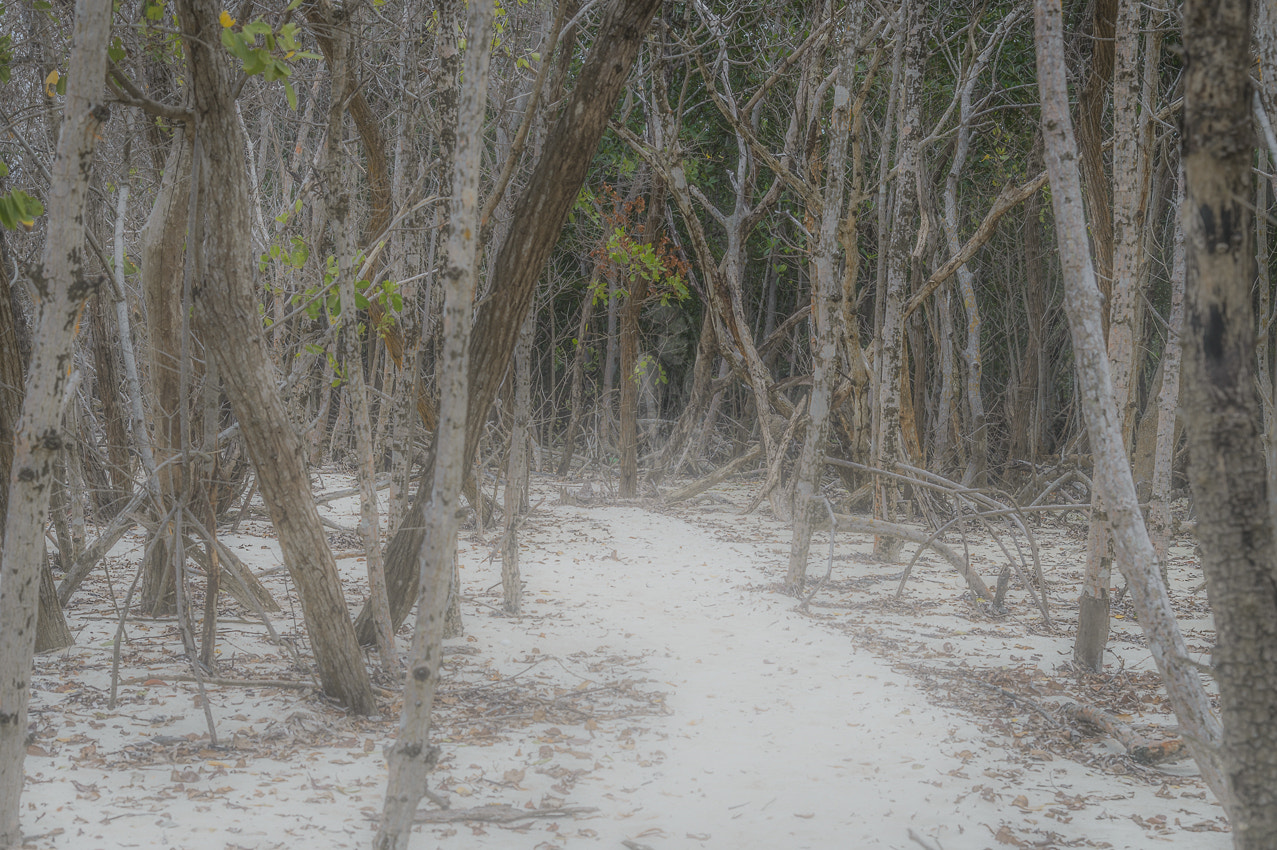 Nikon D4 sample photo. Im elfenwald photography
