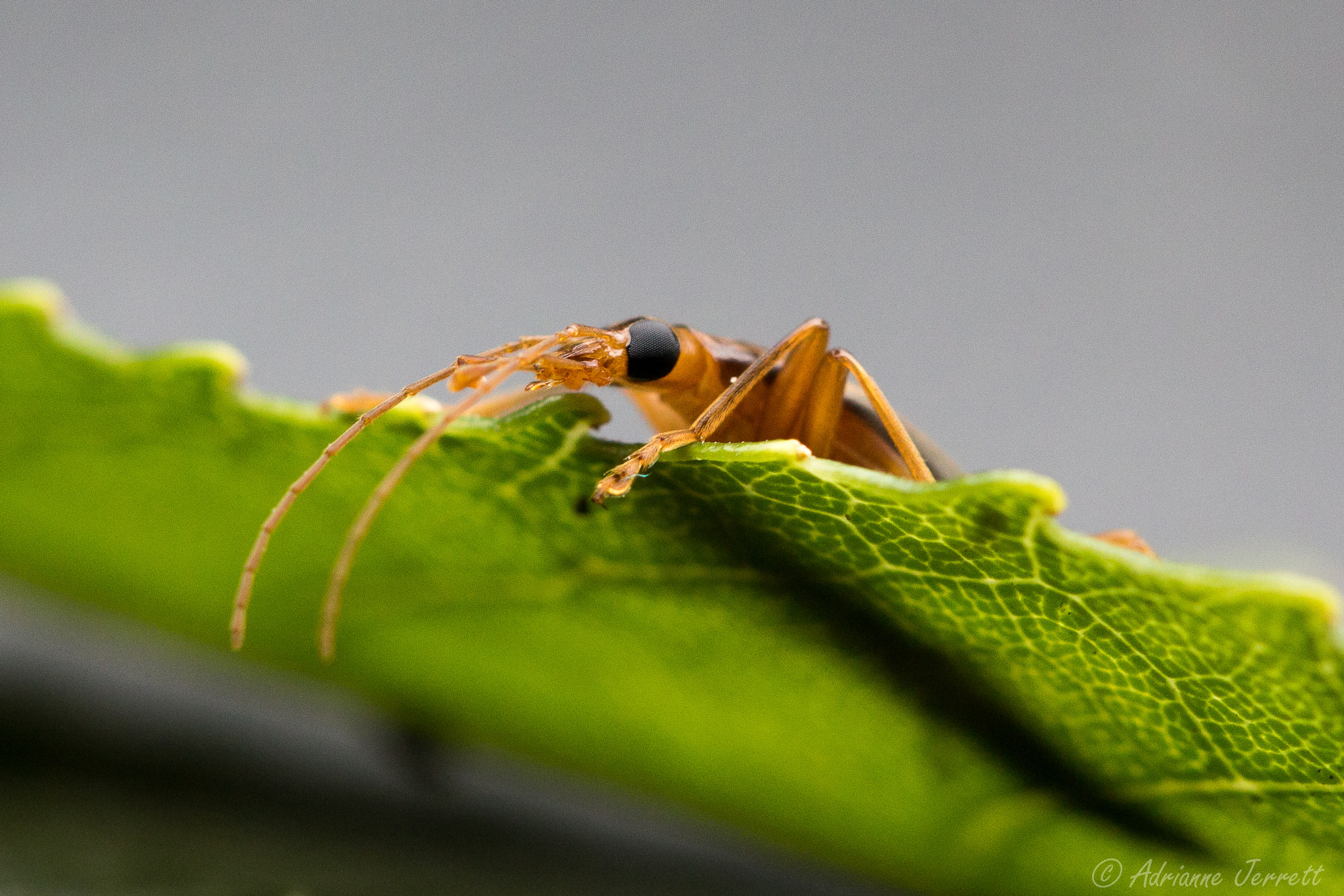 Canon EF 100mm F2.8 Macro USM sample photo. Curious little creature photography