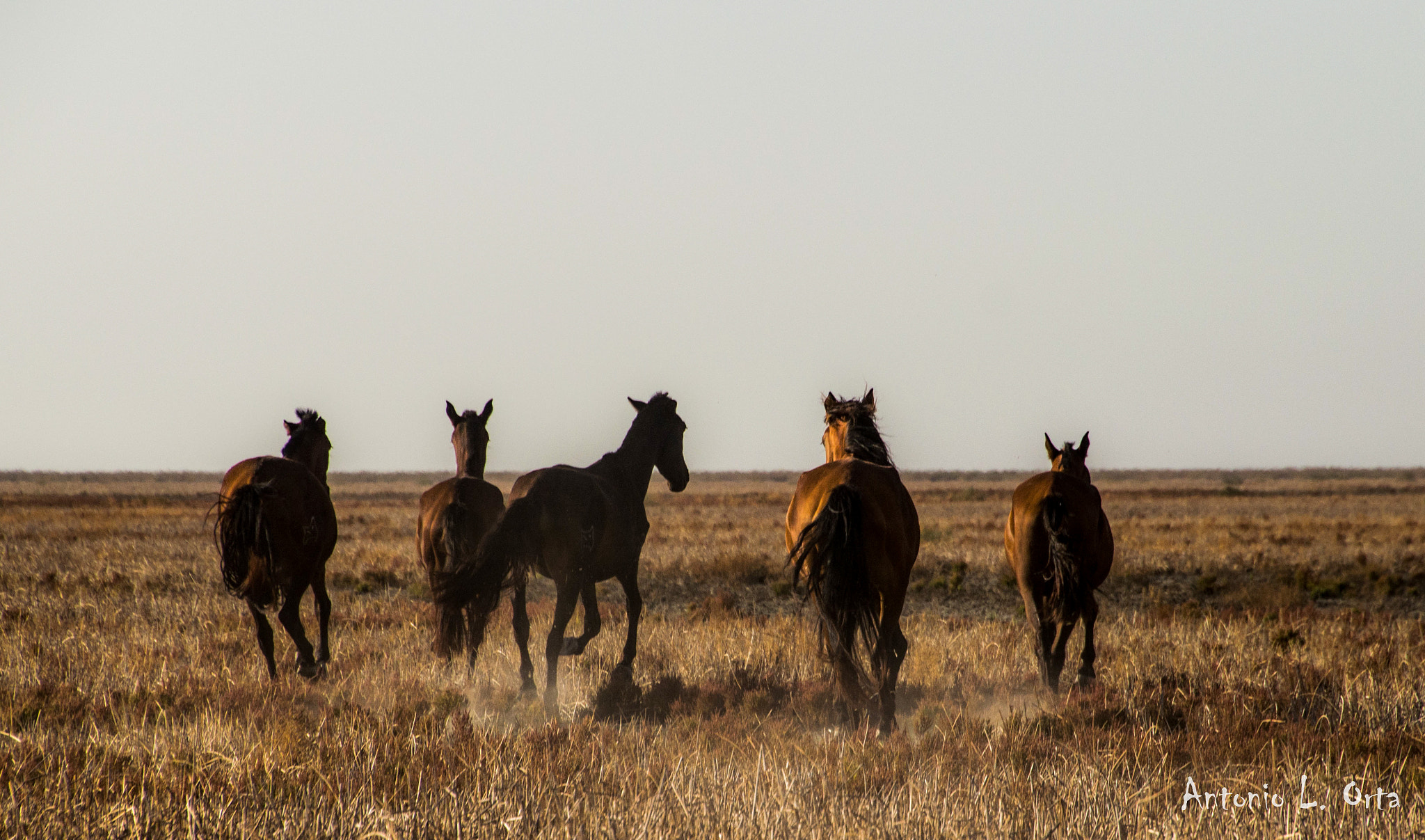 Nikon D3200 sample photo. Libertad en el corazón de doñana photography