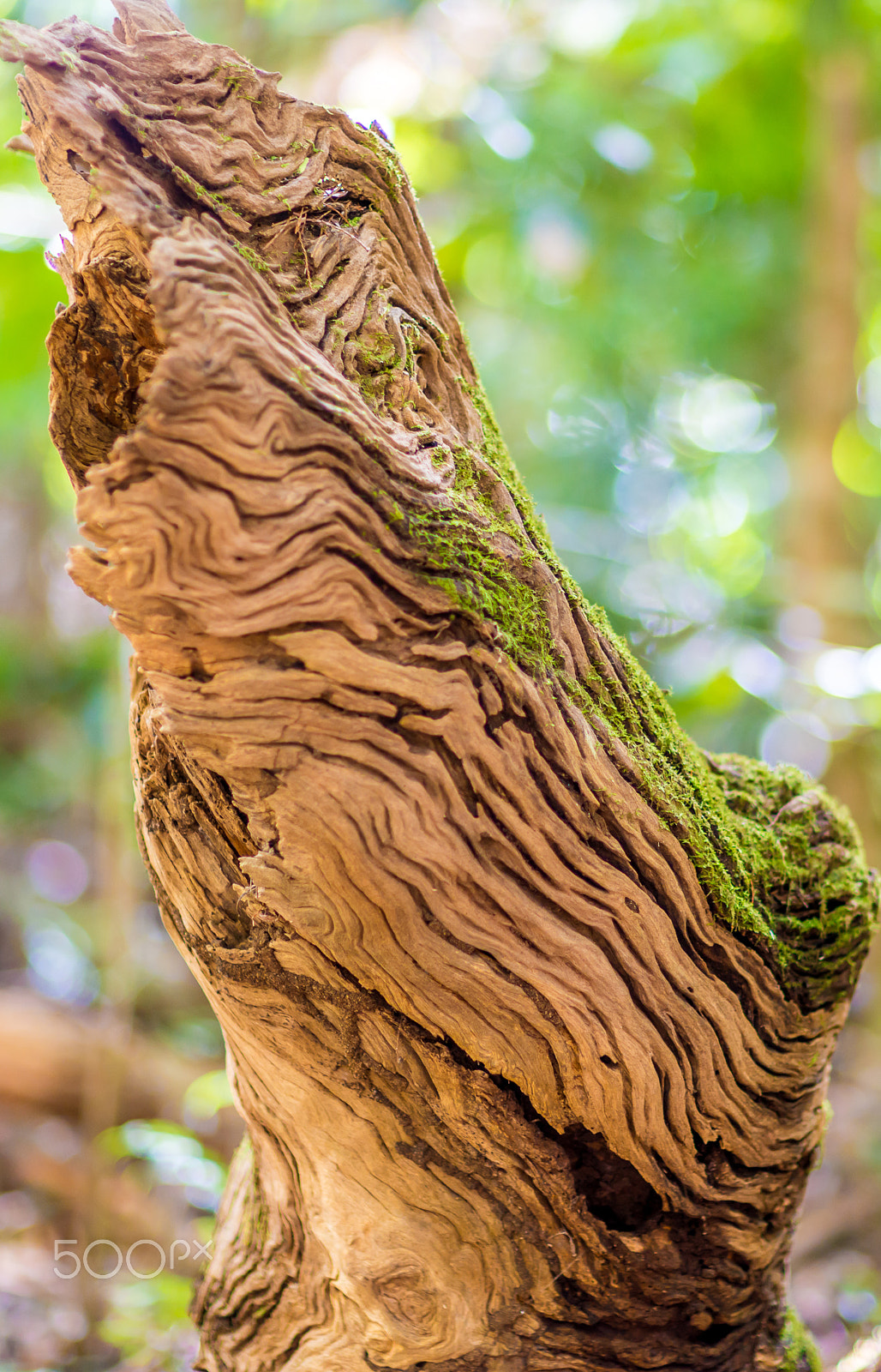 Nikon D800E sample photo. Tree branch photography