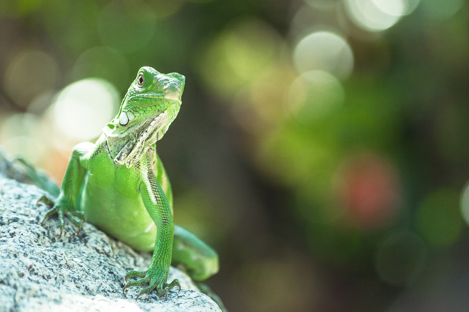 Sigma 70-300mm F4-5.6 APO DG Macro sample photo. Green lizzard photography