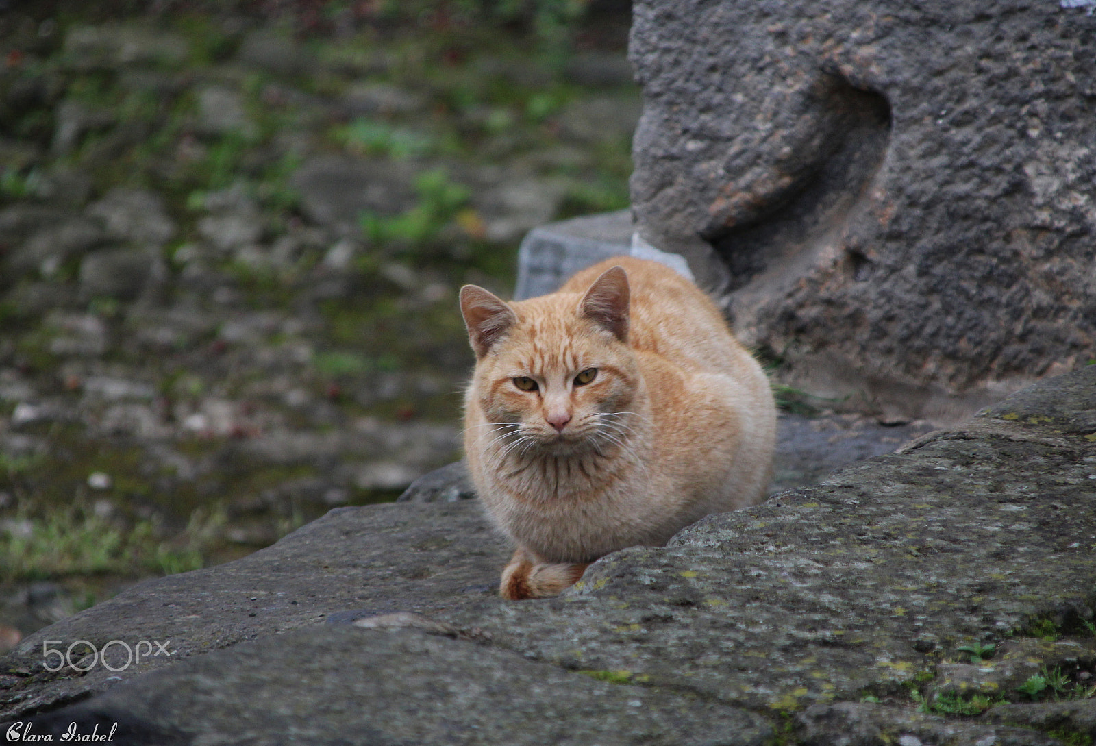 Canon EOS 1200D (EOS Rebel T5 / EOS Kiss X70 / EOS Hi) + Canon TS-E 90mm F2.8 Tilt-Shift sample photo. Expectante... photography