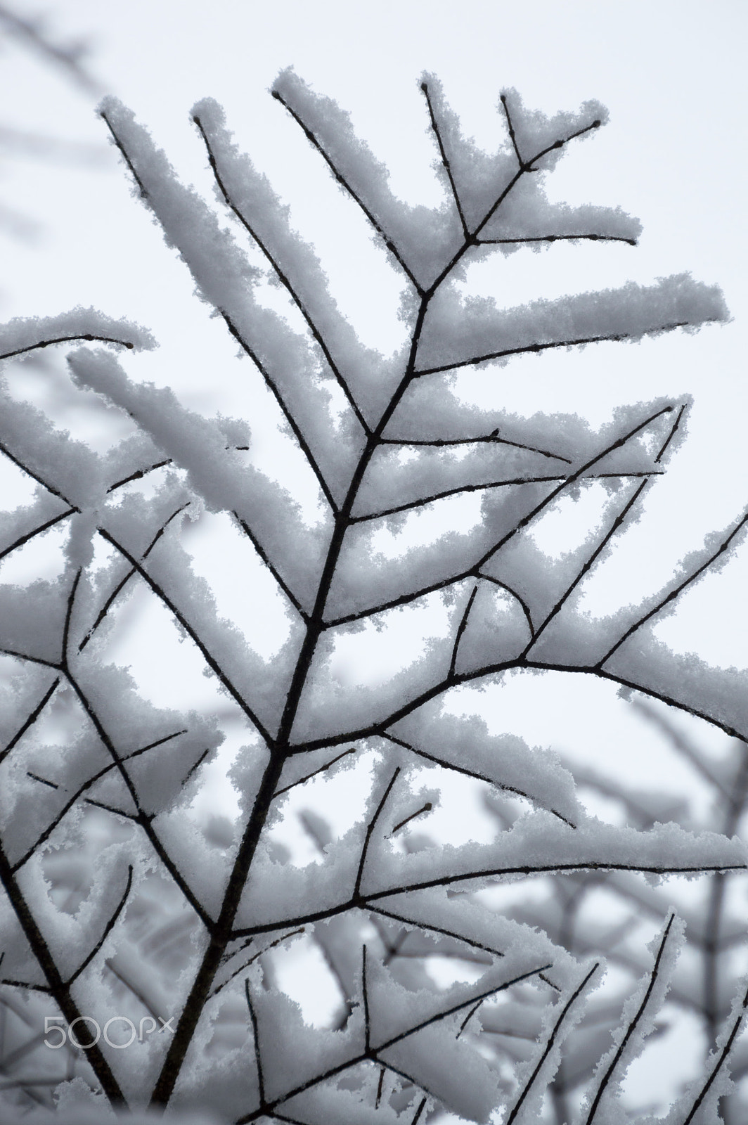 Nikon D3200 sample photo. Abstract of snow laden tree branches looking up closeup photography