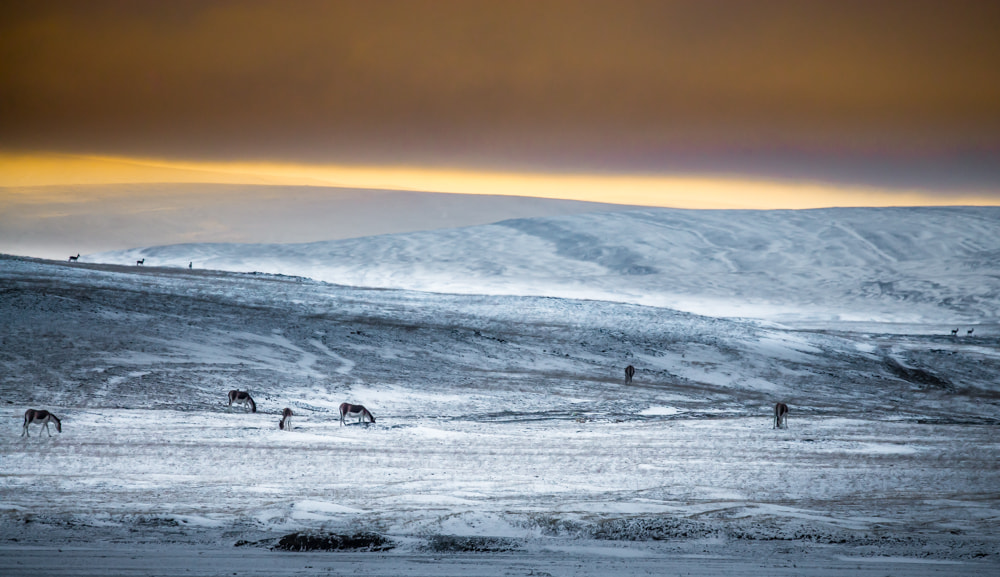 Nikon D800E + Sigma 150-600mm F5-6.3 DG OS HSM | S sample photo. Tibet wildanimals photography