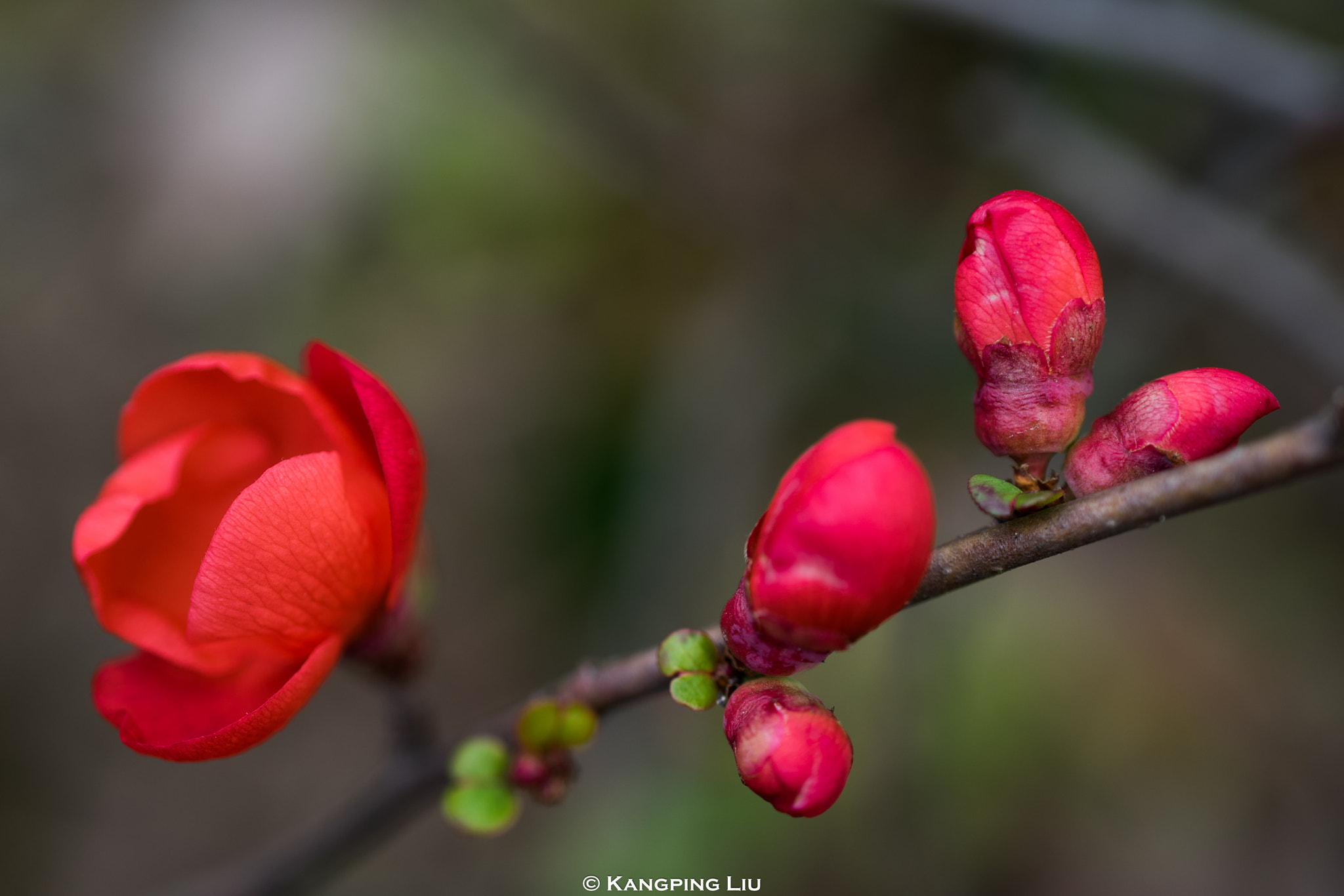 Sony a7 + Sony FE 50mm F2.8 Macro sample photo