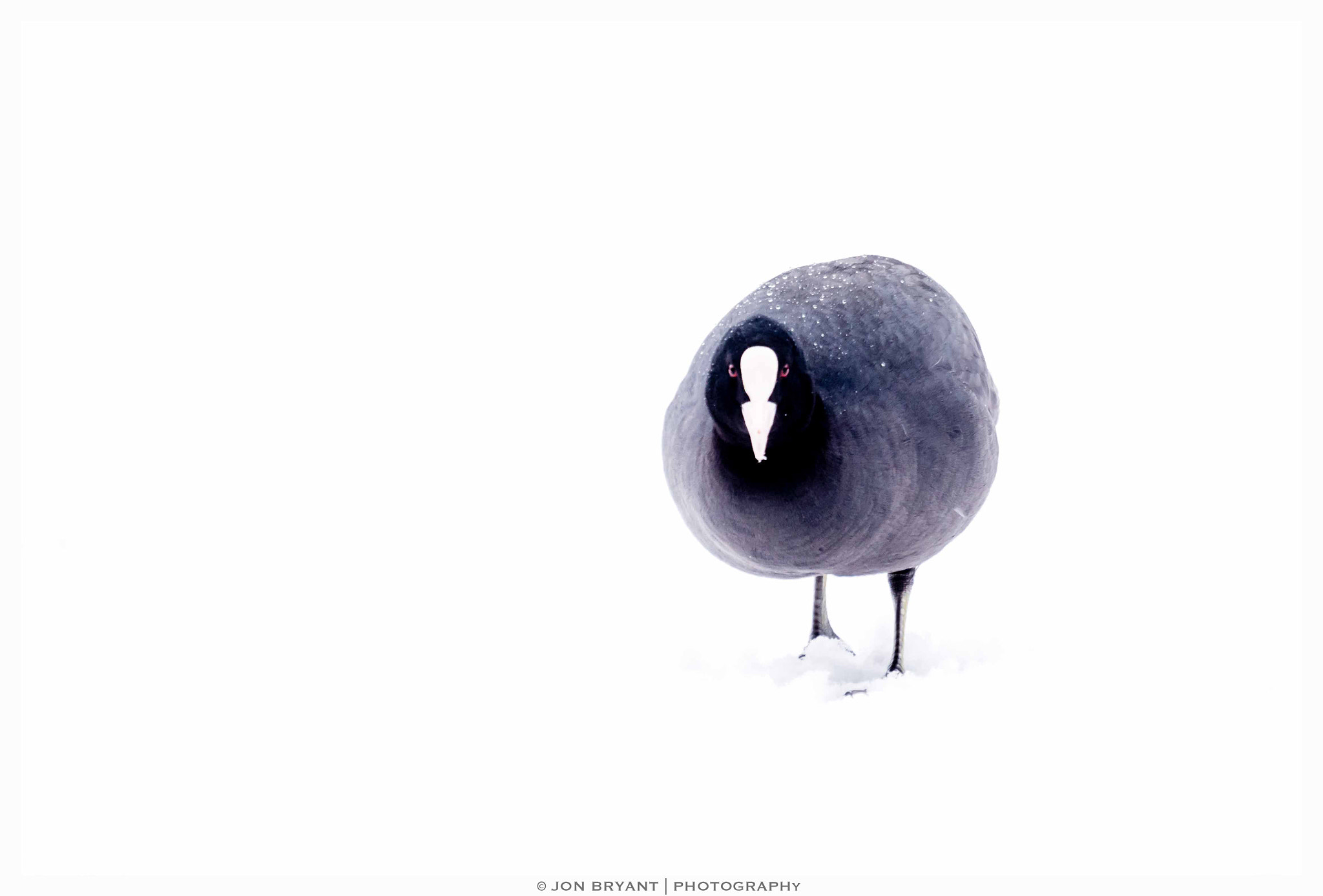 Panasonic Lumix DMC-GH4 + LEICA DG 100-400/F4.0-6.3 sample photo. Black on a winter's white photography