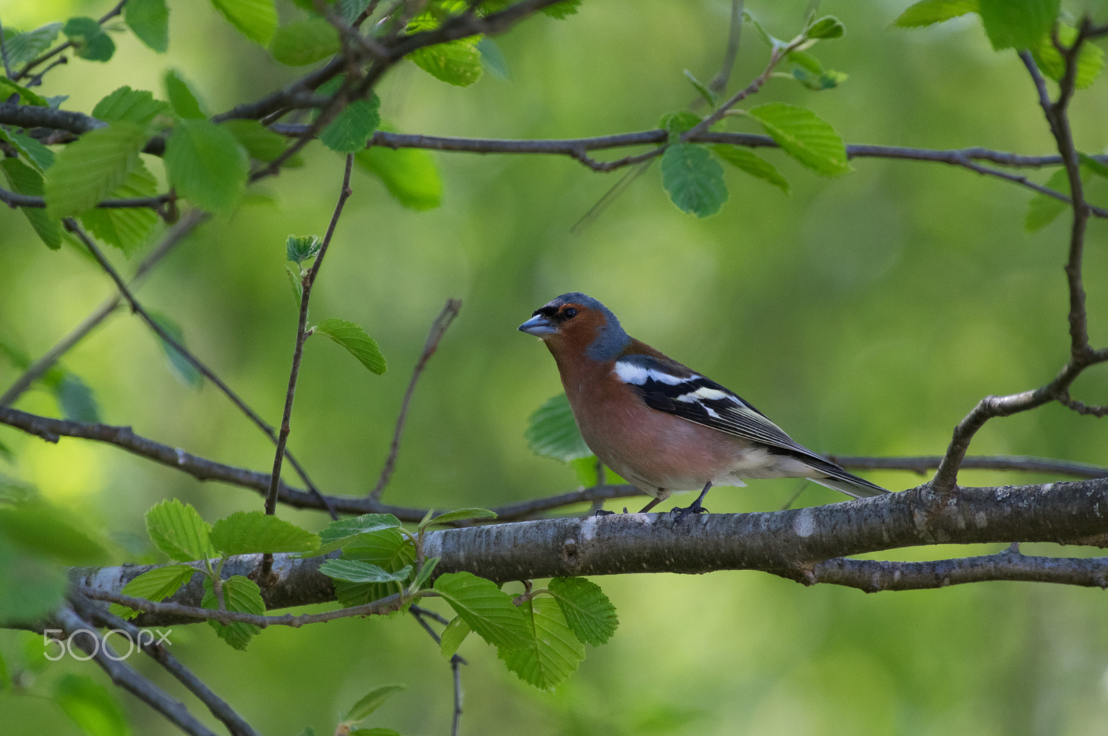 Pentax smc DA* 300mm F4.0 ED (IF) SDM sample photo. Chaffinch photography