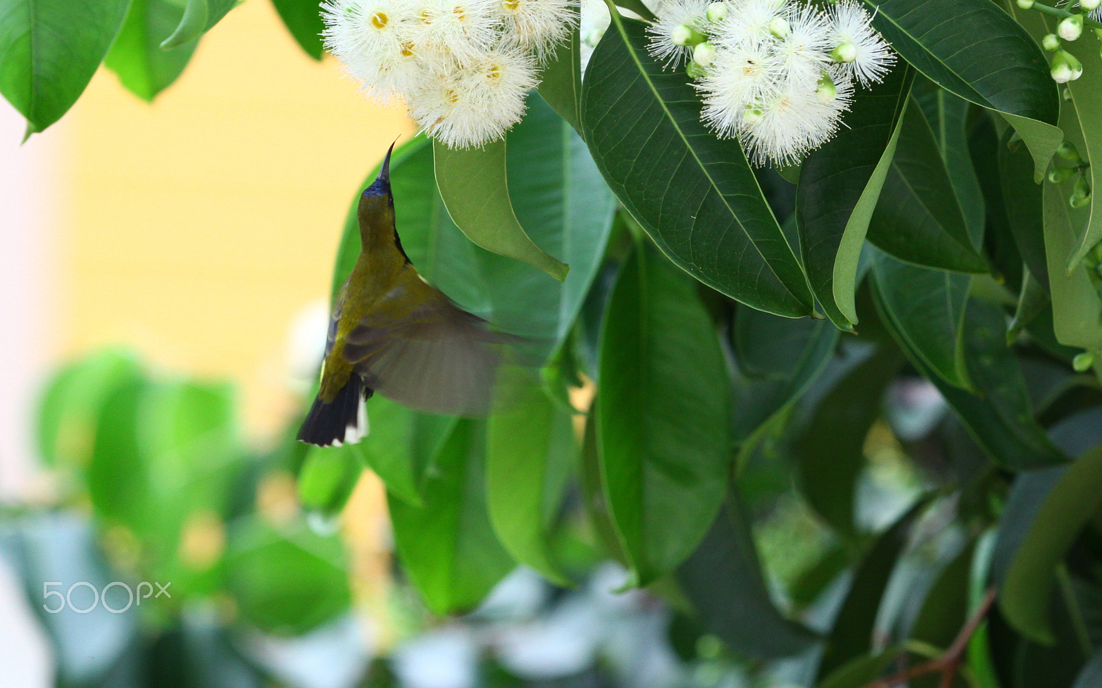 Canon EOS 50D + Canon EF 70-200mm F2.8L IS II USM sample photo. Humming bird photography