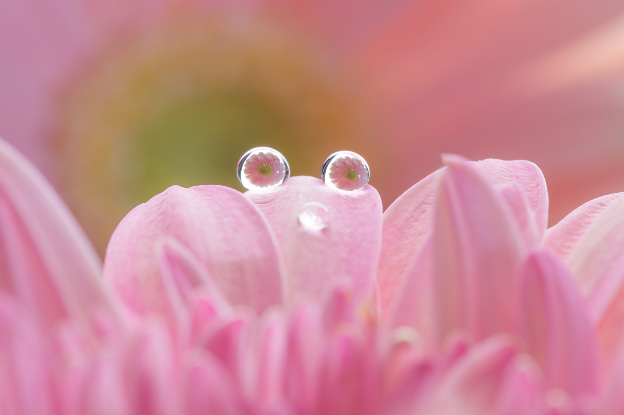 Pentax smc D-FA 100mm F2.8 Macro WR sample photo. Simulacra photography