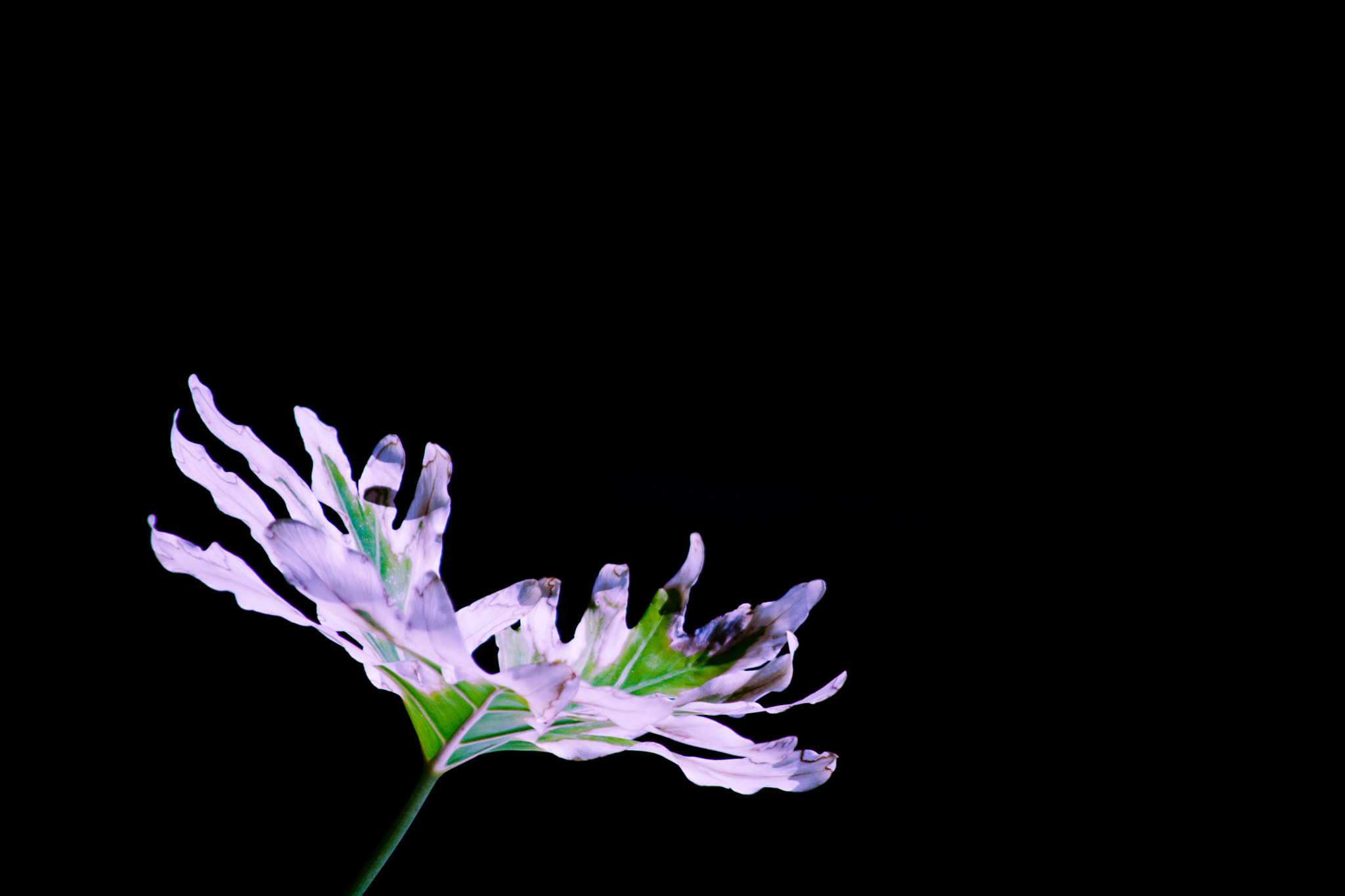 Canon EF 70-300mm F4-5.6 IS USM sample photo. "zandalia" photography