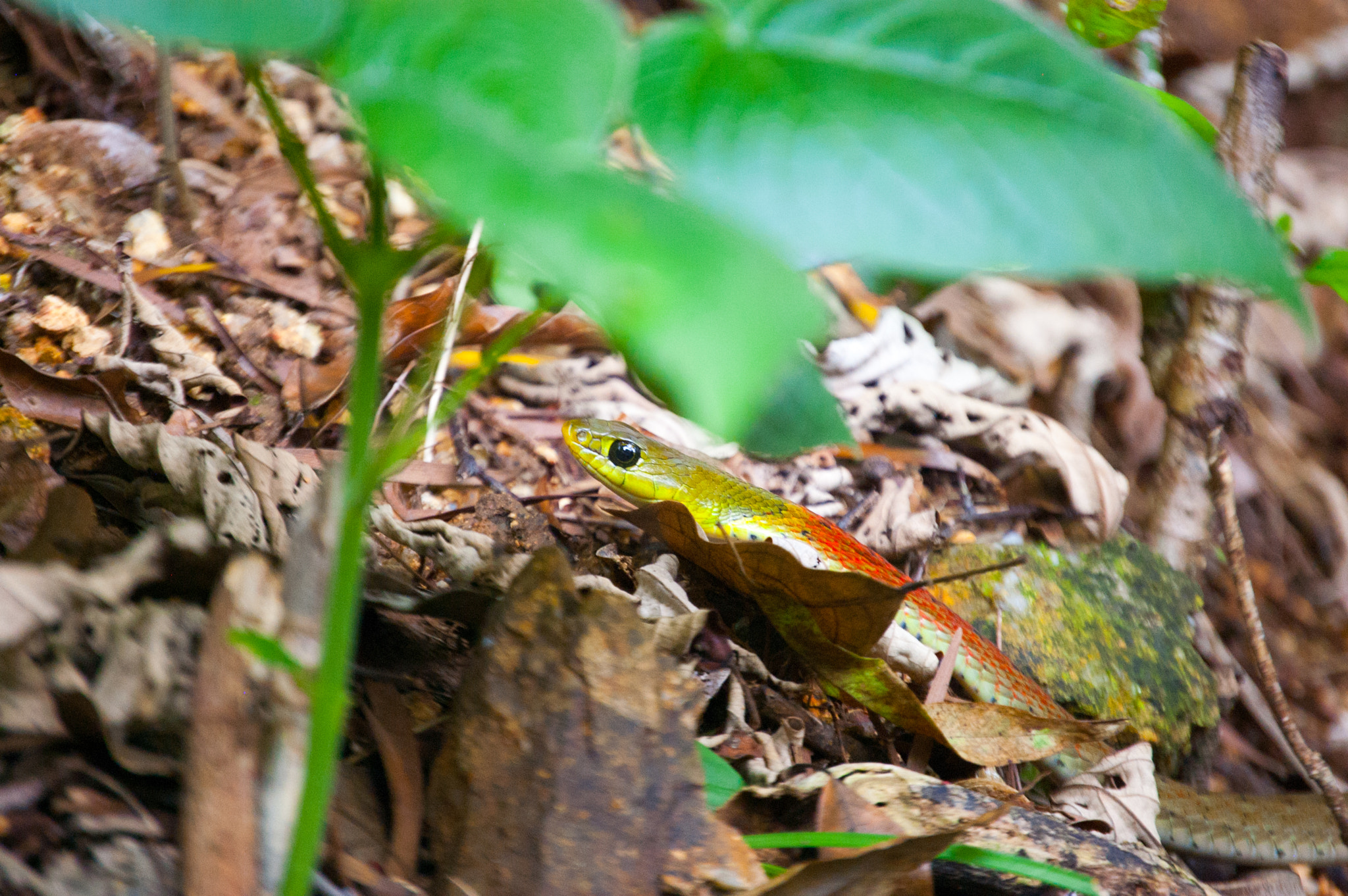 Nikon D40 sample photo. Snake in lantau, hong kong photography