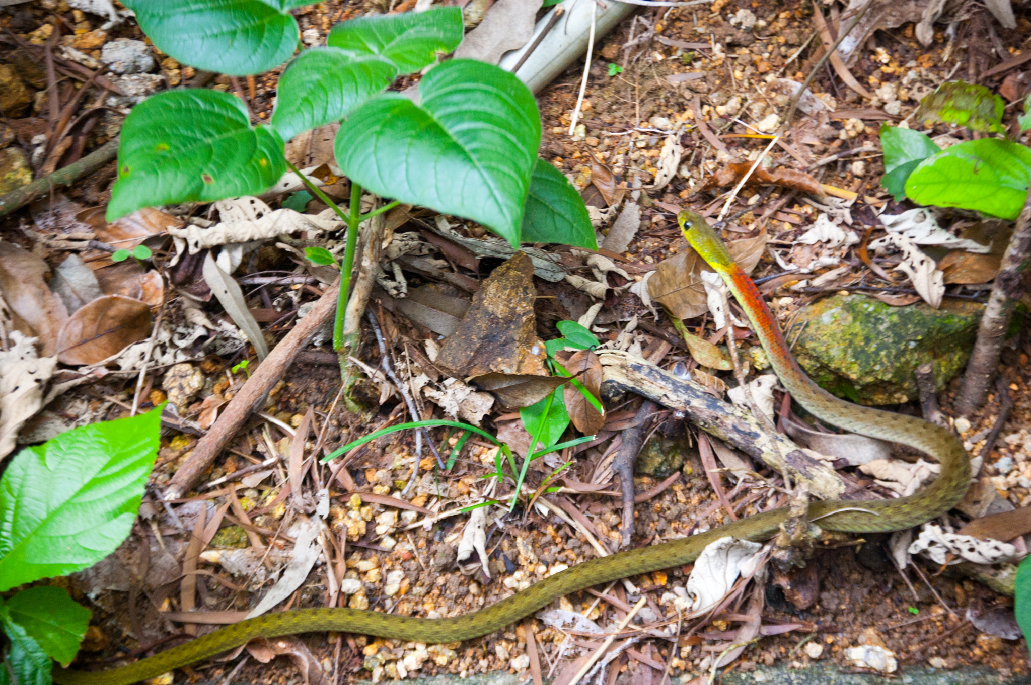 Nikon D40 sample photo. Snake in lantau, hong kong photography