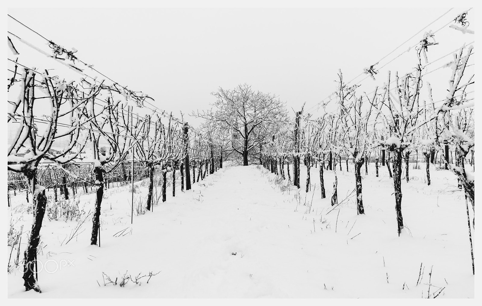 Canon EOS M5 sample photo. Tree in the vineyards photography