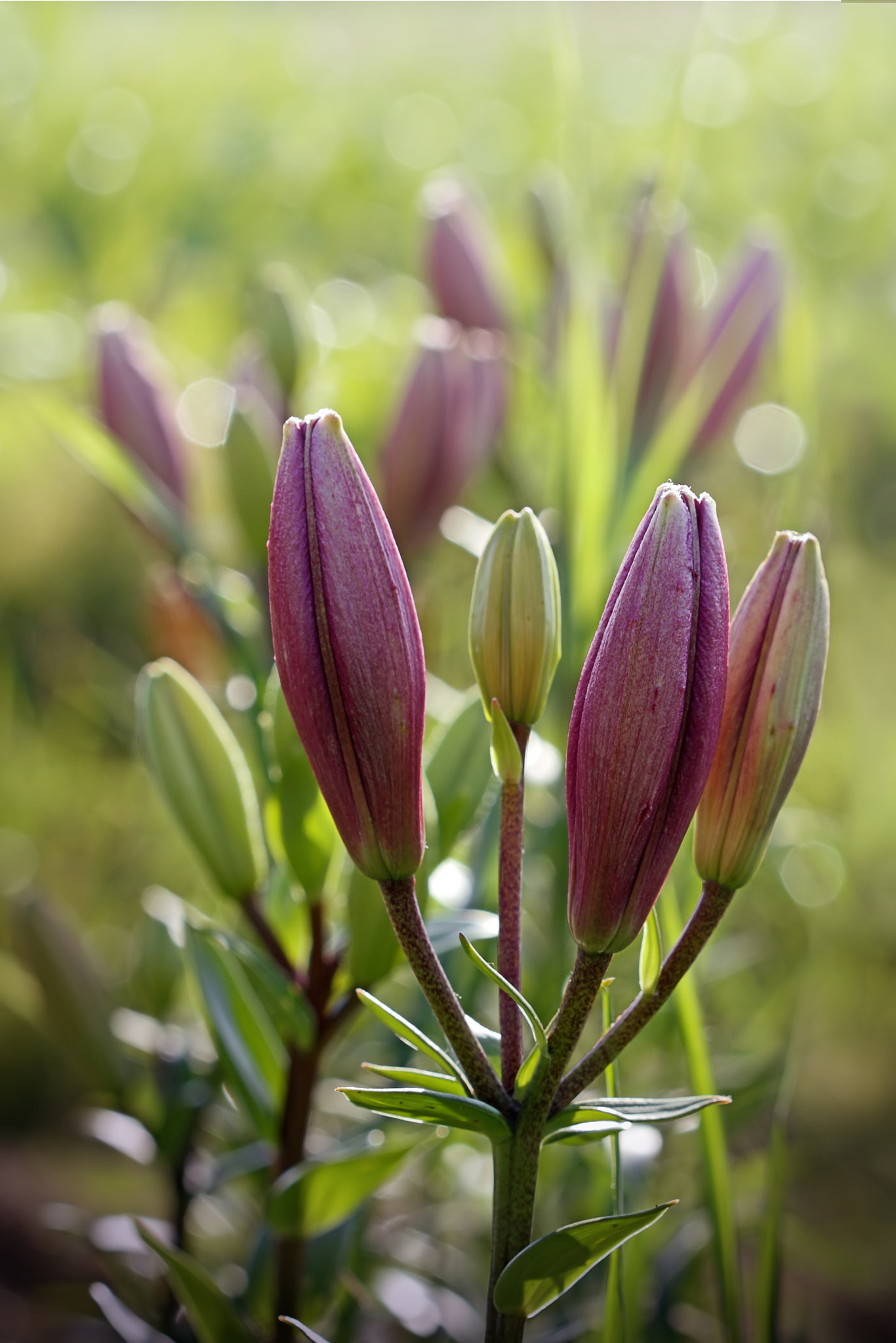Canon EF 100mm F2.8 Macro USM sample photo. Purple summer evening photography