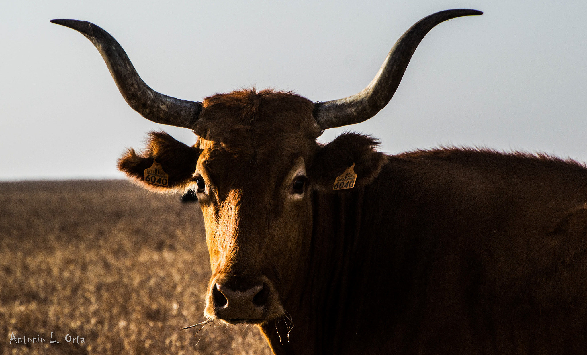 Nikon D3200 sample photo. Vaca mostrenca photography