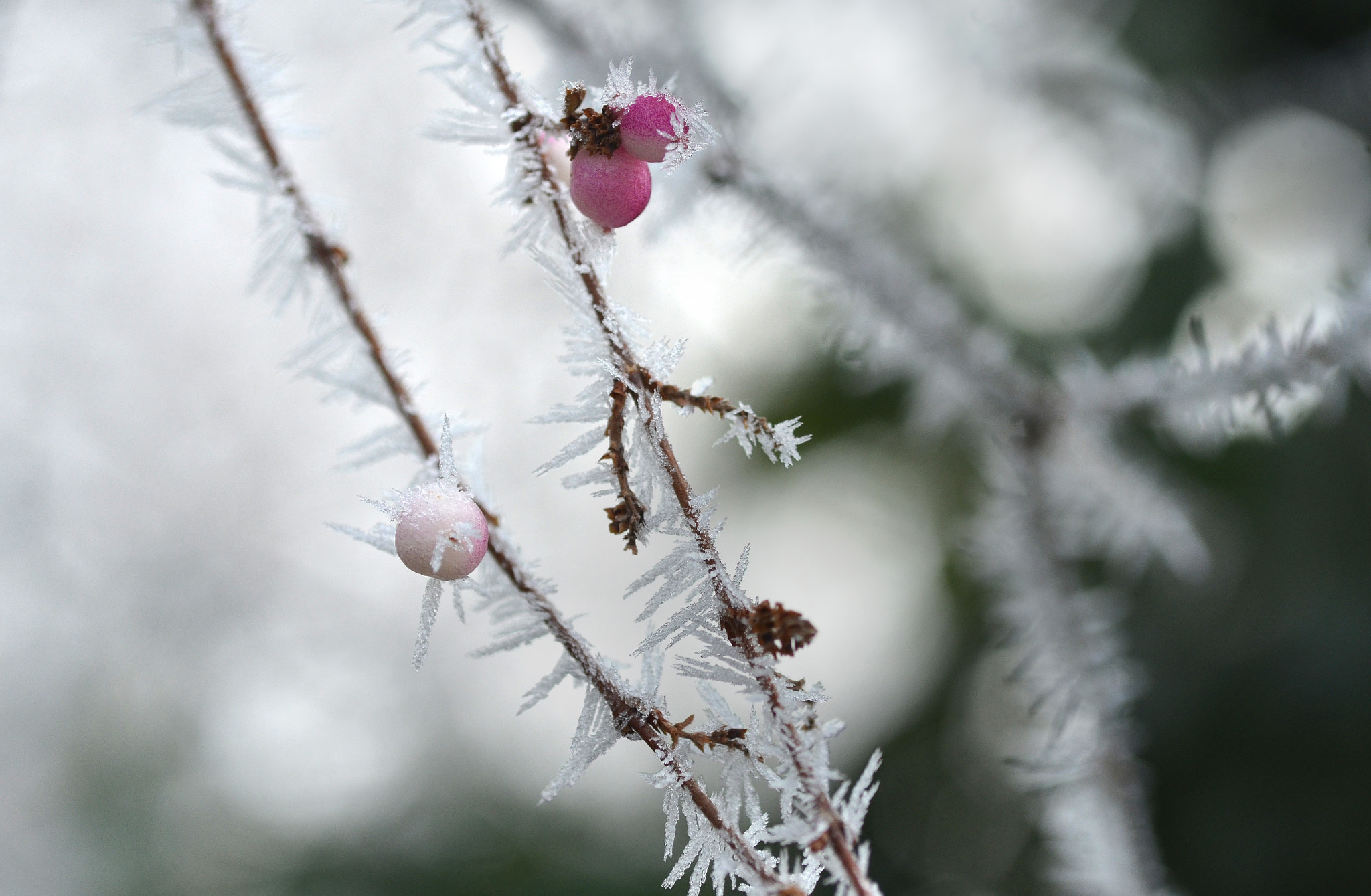 Nikon D7000 sample photo. Frozen  berry photography