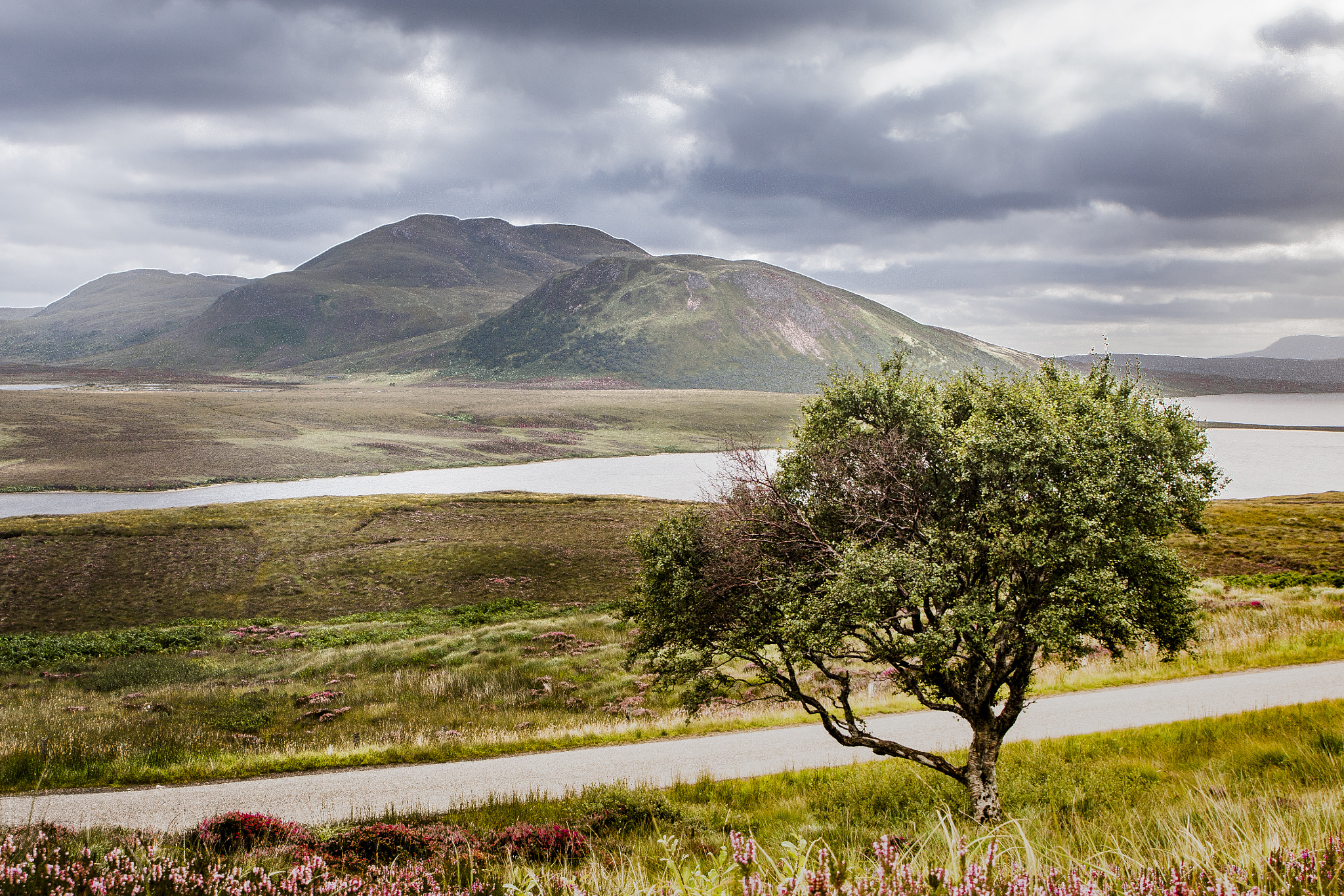 Canon EOS 70D + Sigma 24-70mm F2.8 EX DG Macro sample photo. Beautiful view with tree photography